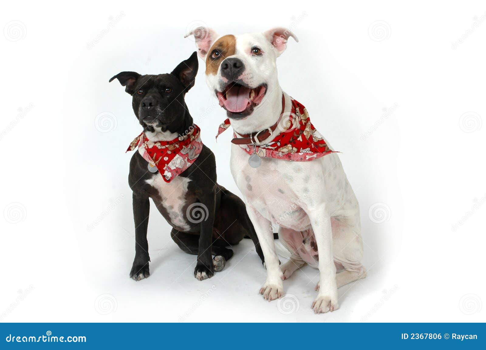 1,447 Caras De Perro Divertidos Fotos de stock - Fotos libres de regalías  de Dreamstime, image size:1600x1154