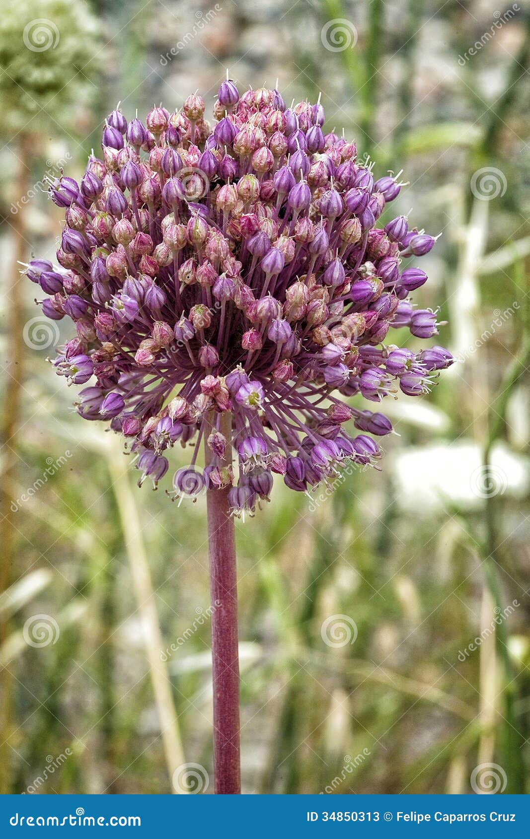 Alium Sativum Le Nom Scientifique De La Fleur De L Ail Image Stock Alium Sativum Le Nom Scientifique De La Fleur De L Ail Image Stock