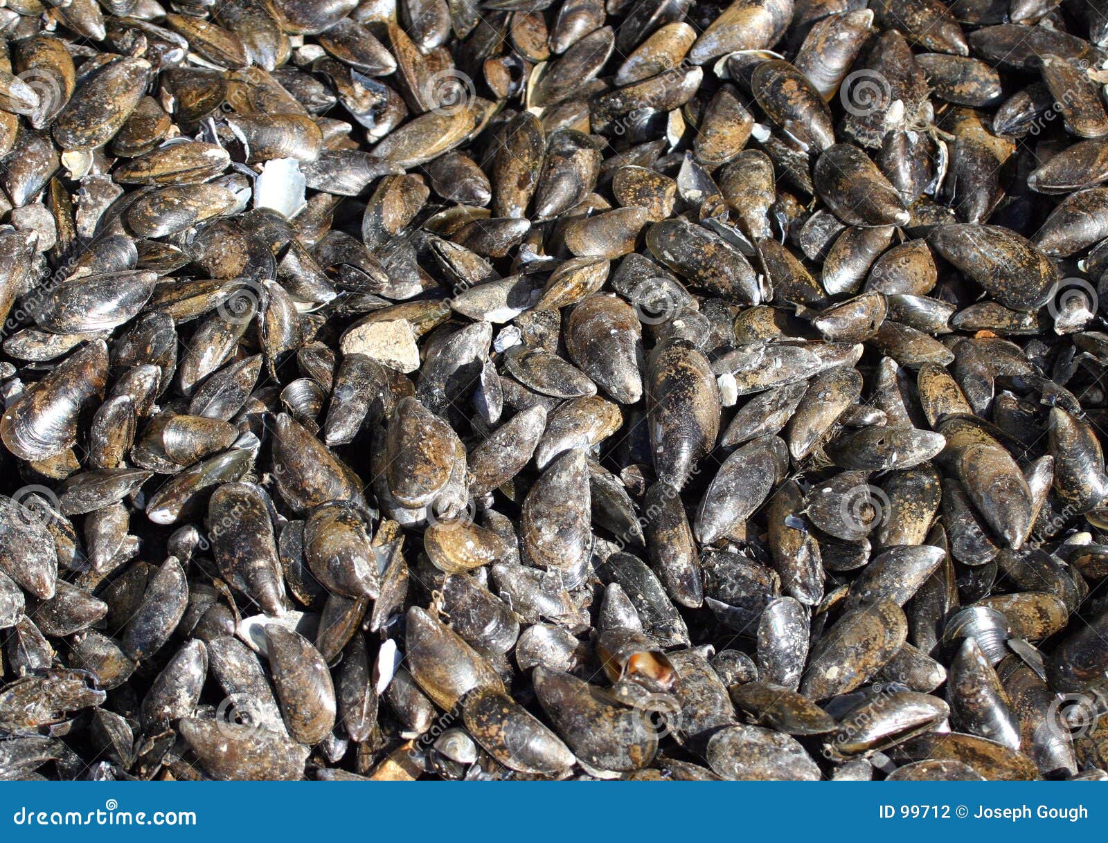 Alive, alive, O! stock photo. Image of pattern, alive, dockside 99712