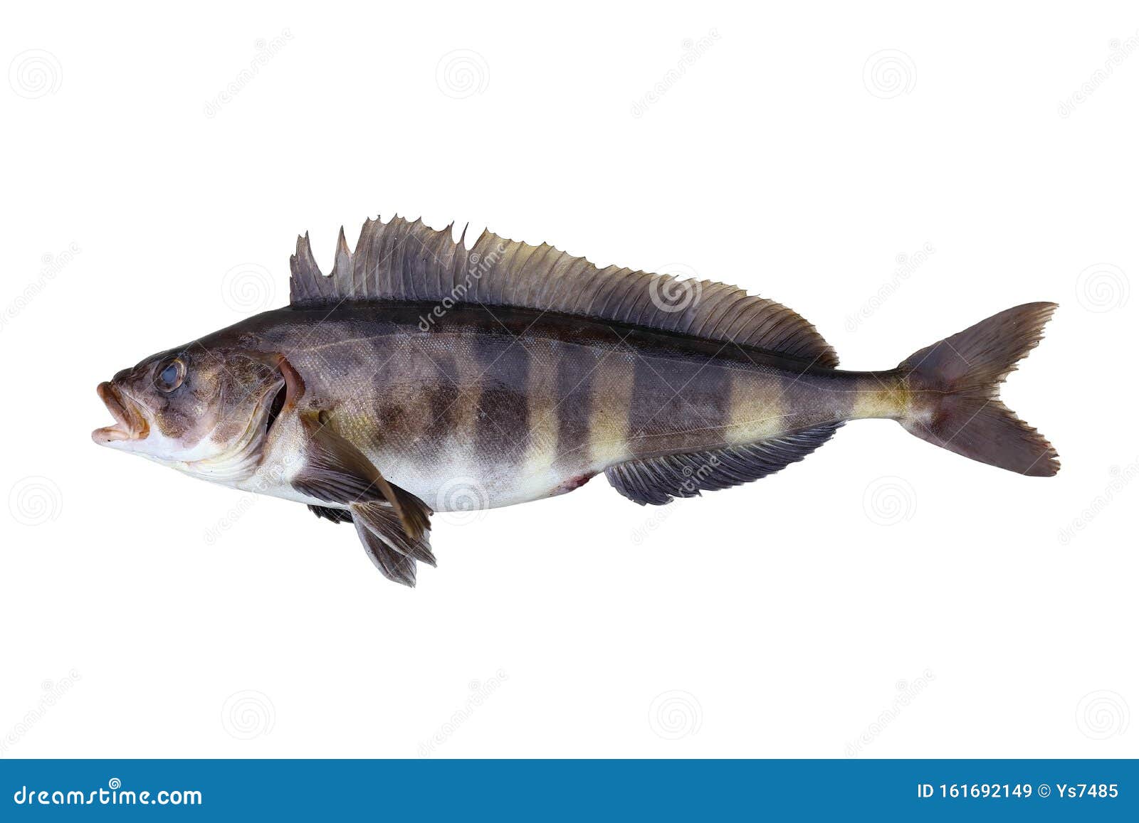 Hokke Fish Stock Photos - Free & Royalty-Free Stock Photos from Dreamstime