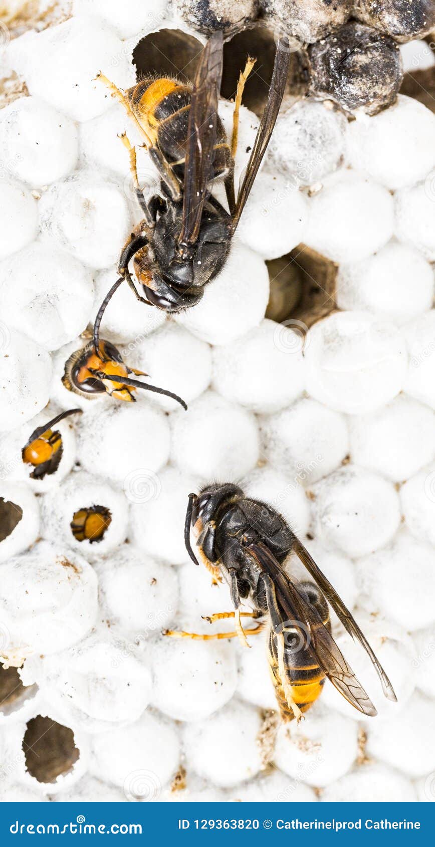 Alive Baby Asian And Dead Hornets In Nest Honeycombed Macro In White Background Stock Photo Image Of Pain Hornet Alive Baby Asian And Dead Hornets In Nest Honeycombed Macro In White Background Stock Photo Image Of Pain Hornet