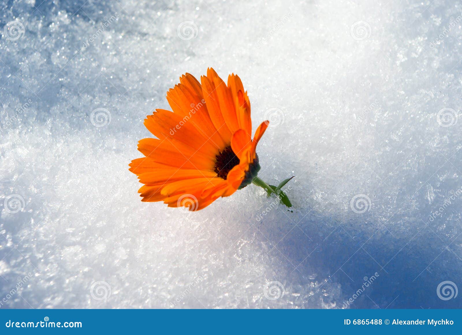 Alive Bright Flower Under First Snow, Stock Photo Image of white