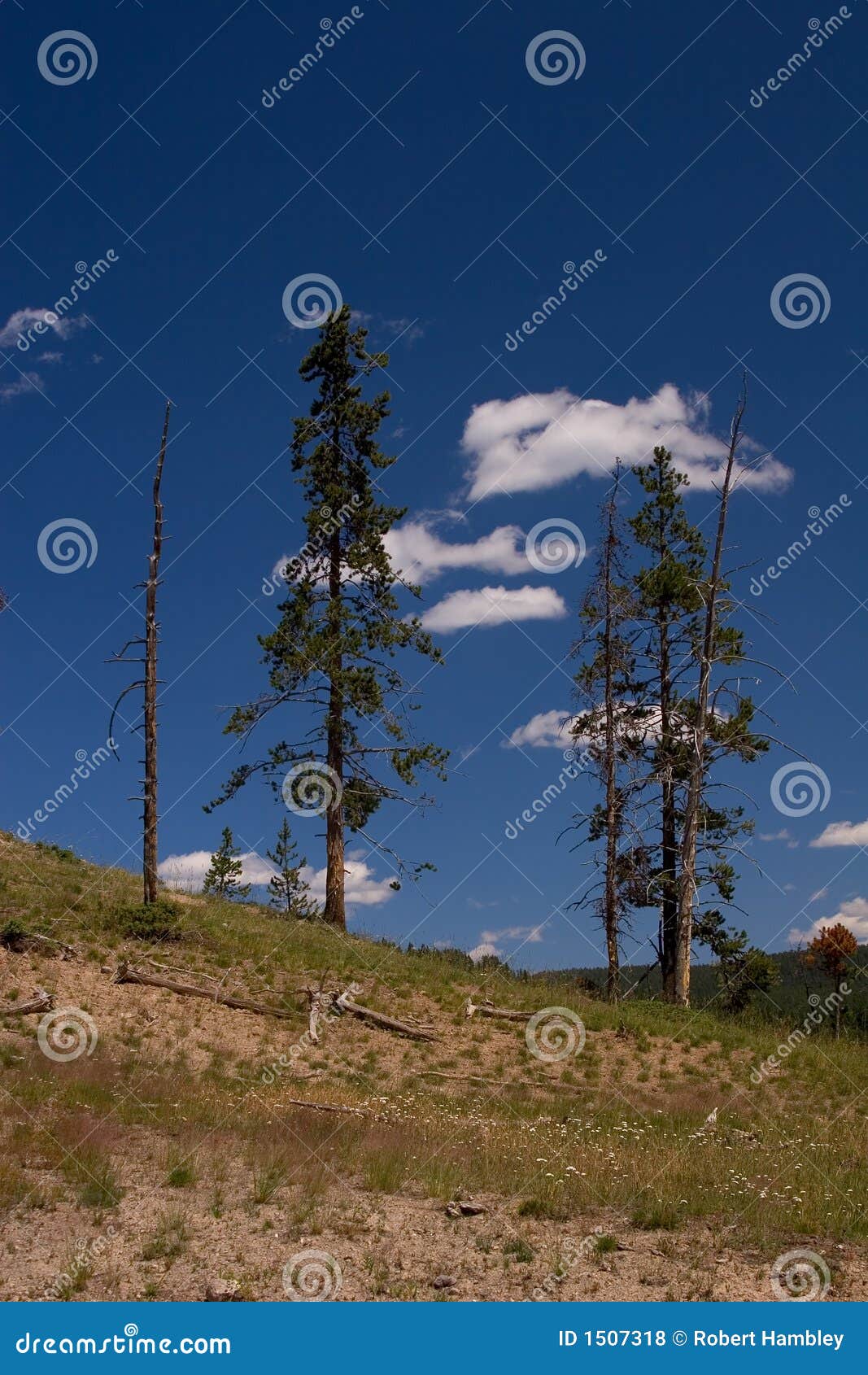 Alive and dead trees stock photo. Image of arid, trees 1507318