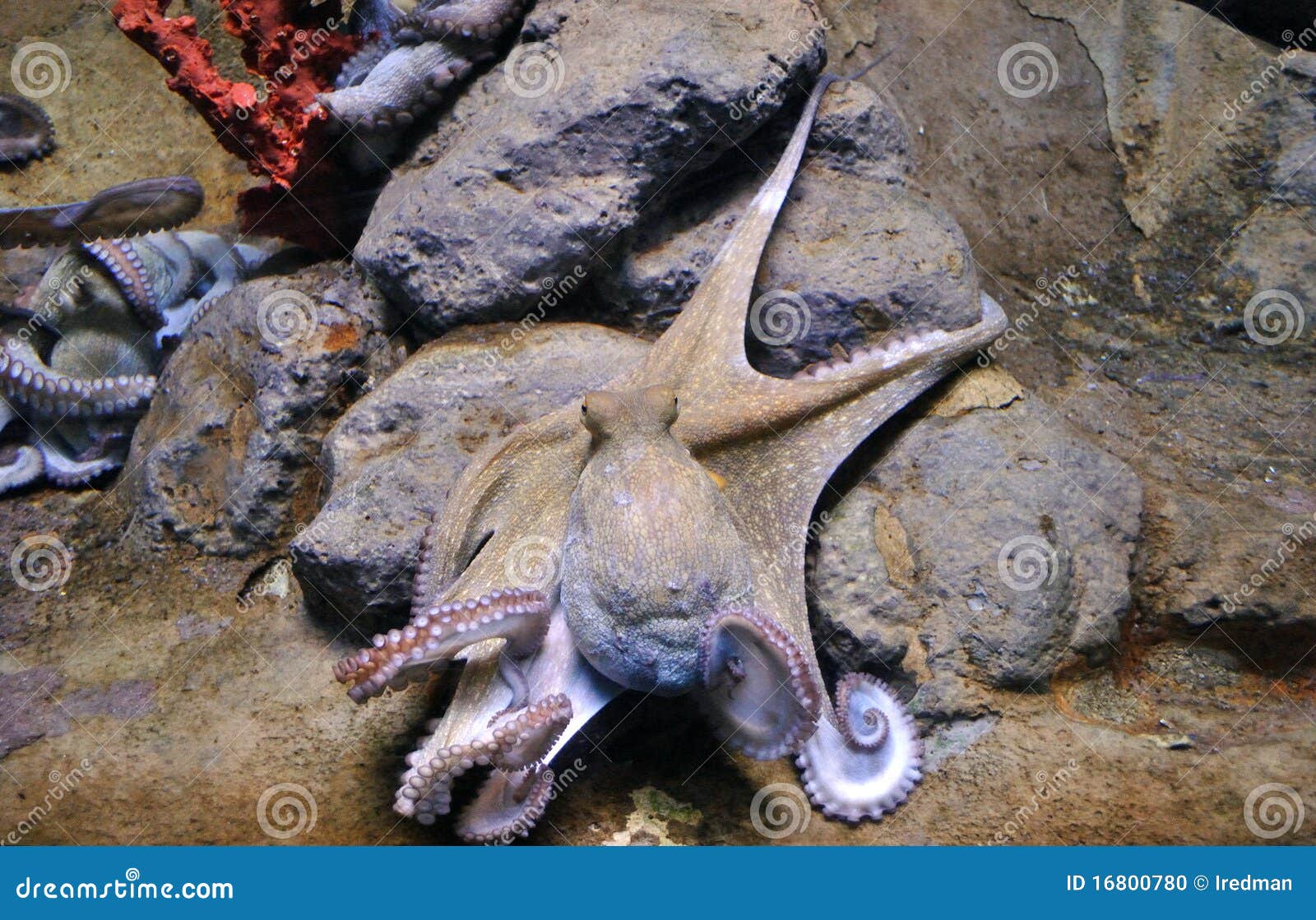 Alive octopus stock photo. Image of eatable, bottom, mollusk 16800780