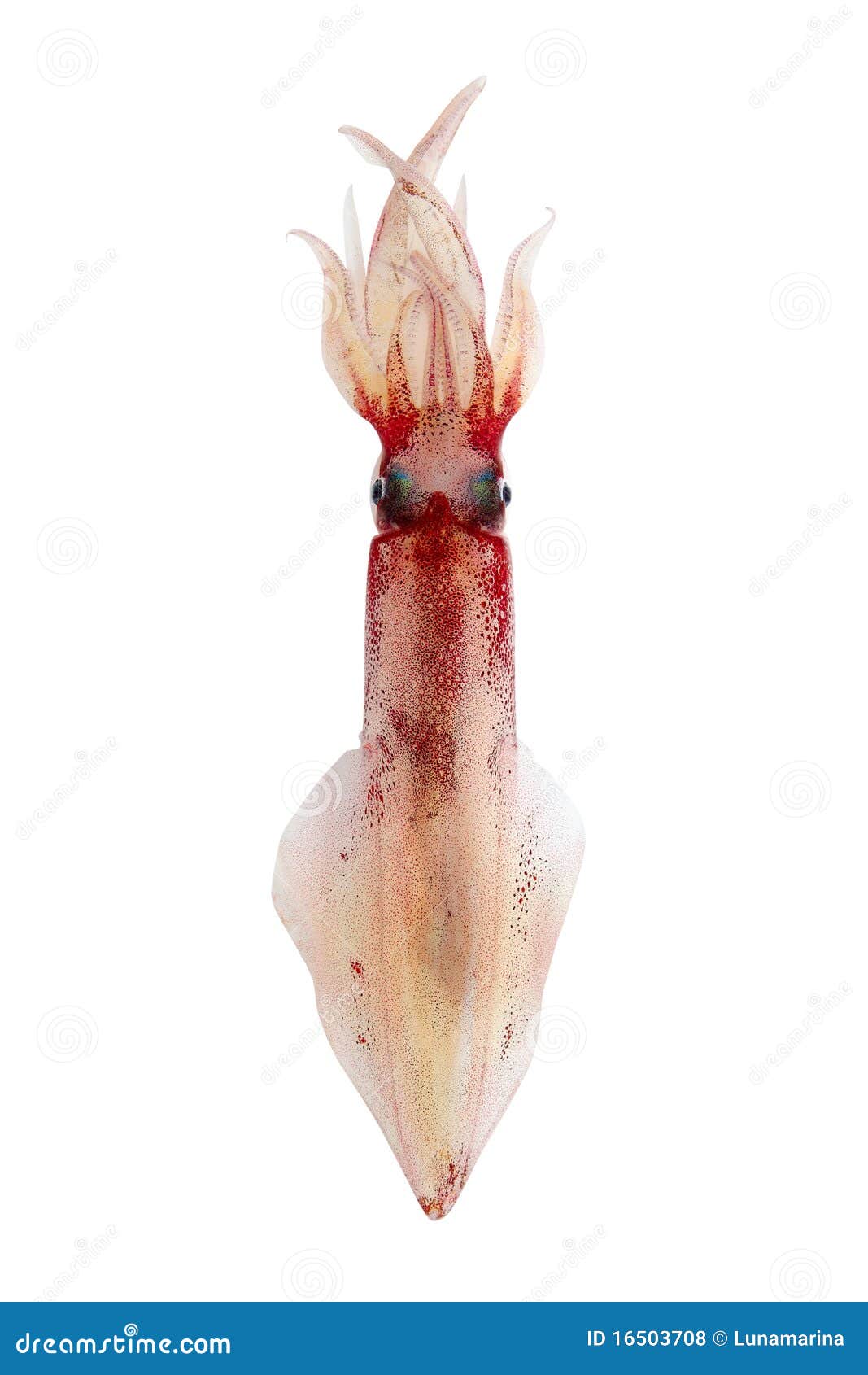 alive squid seafood  on white