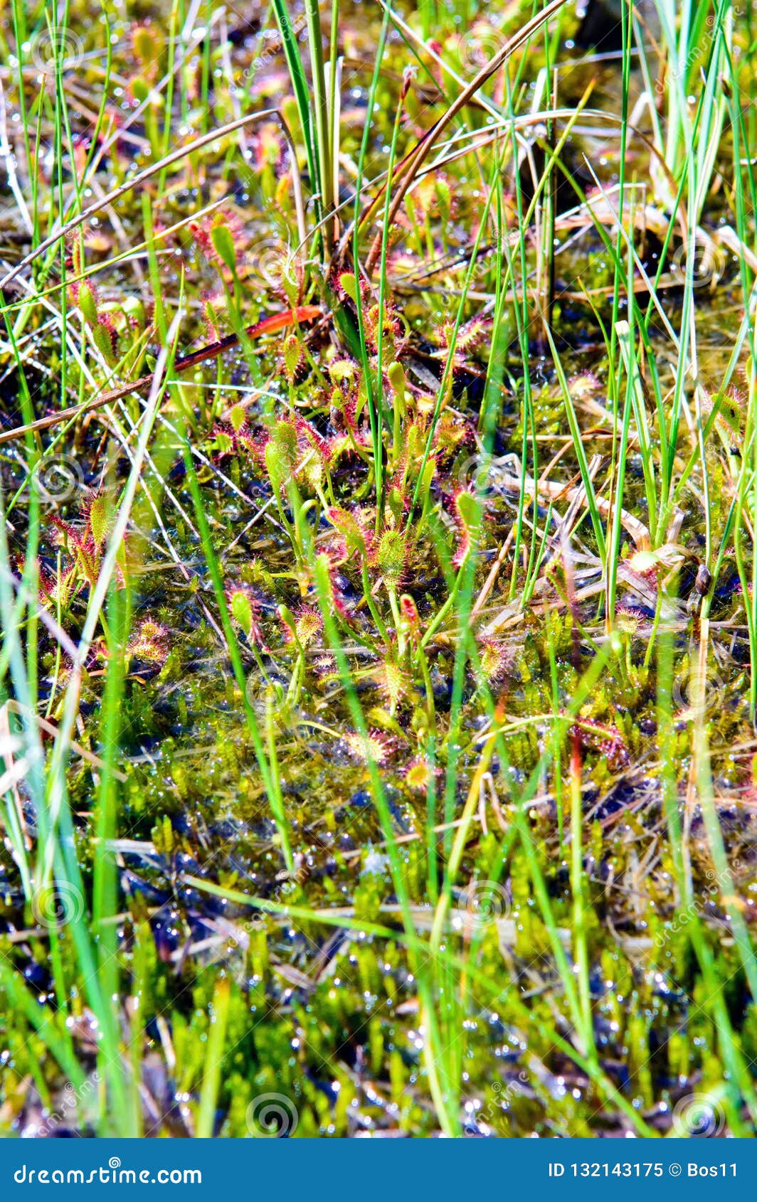 alkaline fen with spoonleaf sundew drosera intermedia