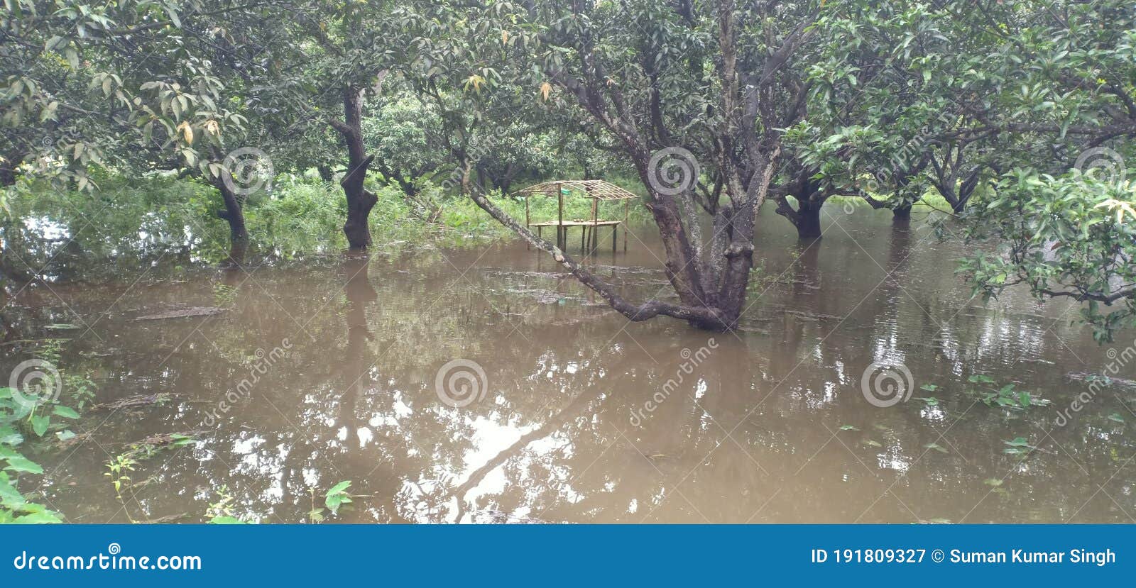 all agriculture land just overlaped and tree and plant rounded by waterby water during flooding in madhubani india