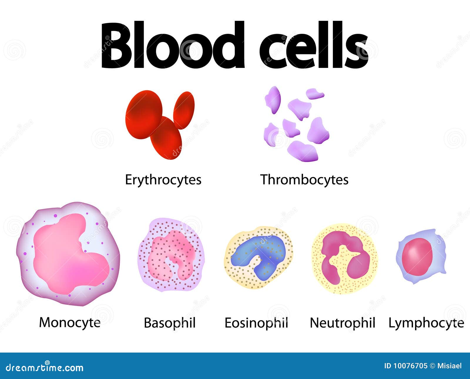 all blood cells scientific overview  image