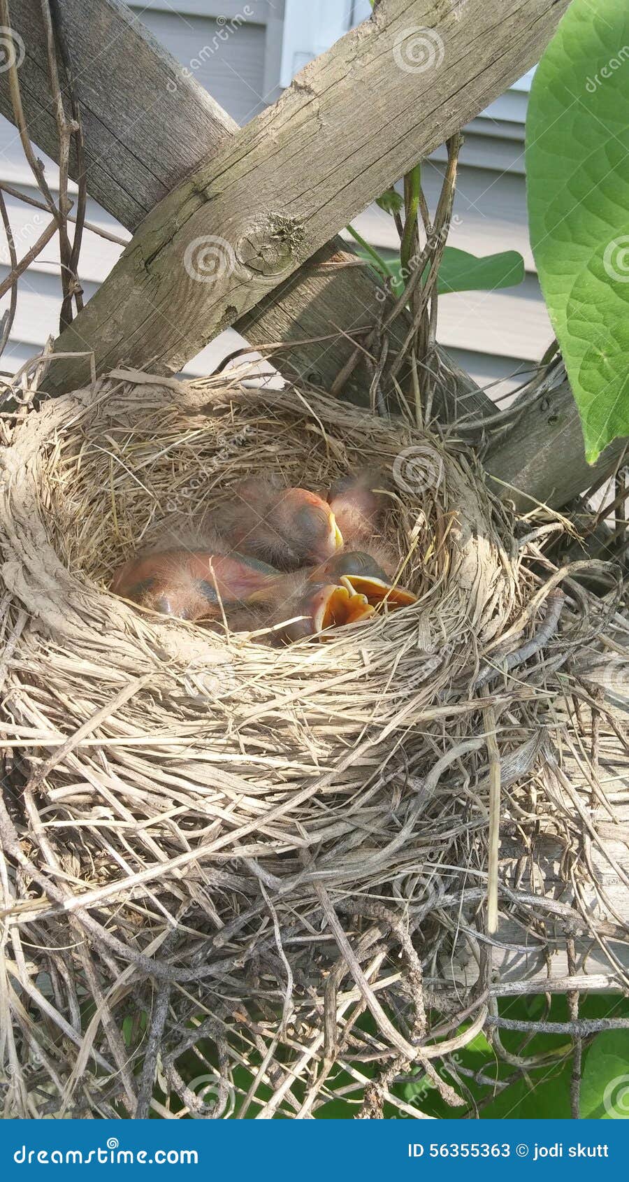 All eggs hatched stock image. Image of robin, eggs, hatched 56355363