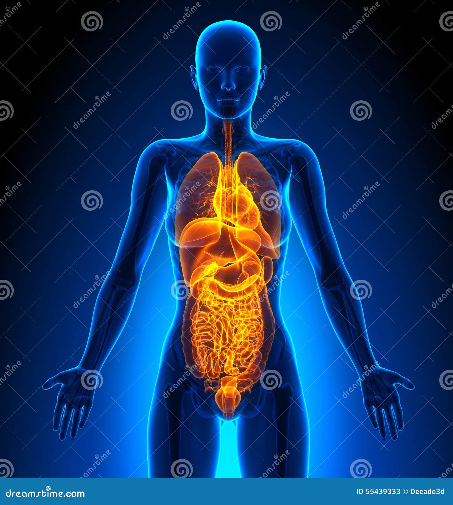 human body organs female