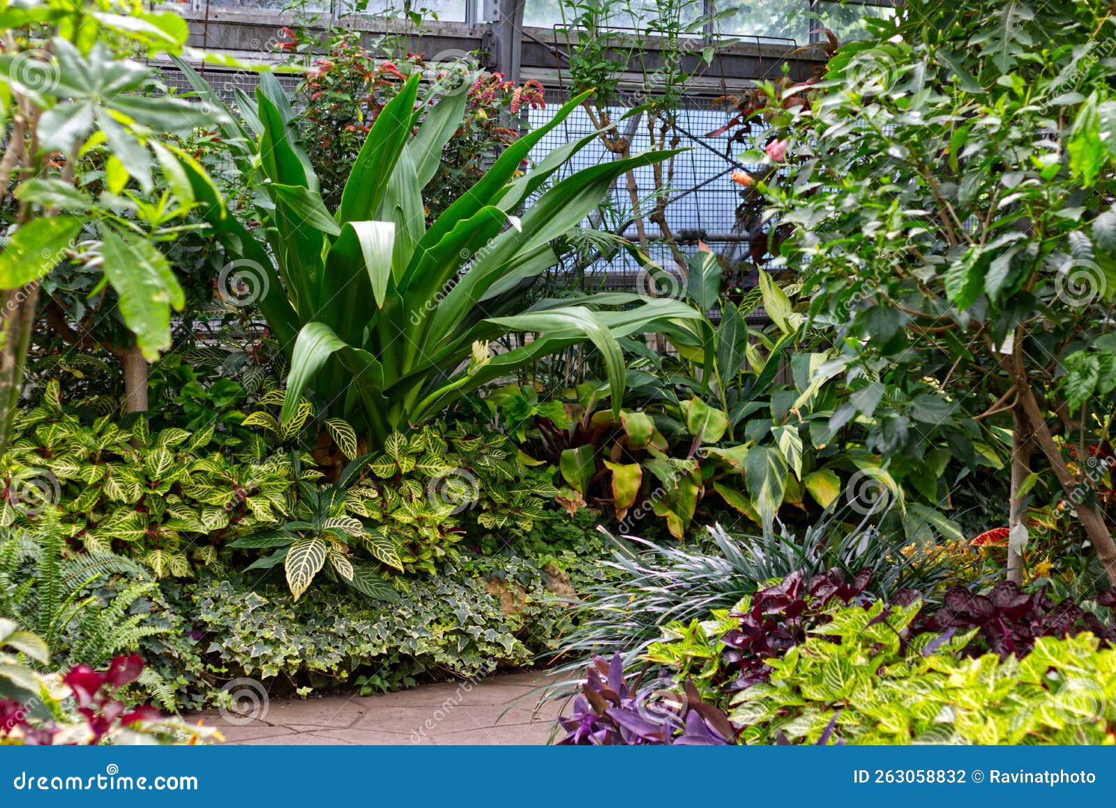 All Green Walkway Inside a Greenhouse, Toronto, on, Canada Stock Photo Image of indoor, green