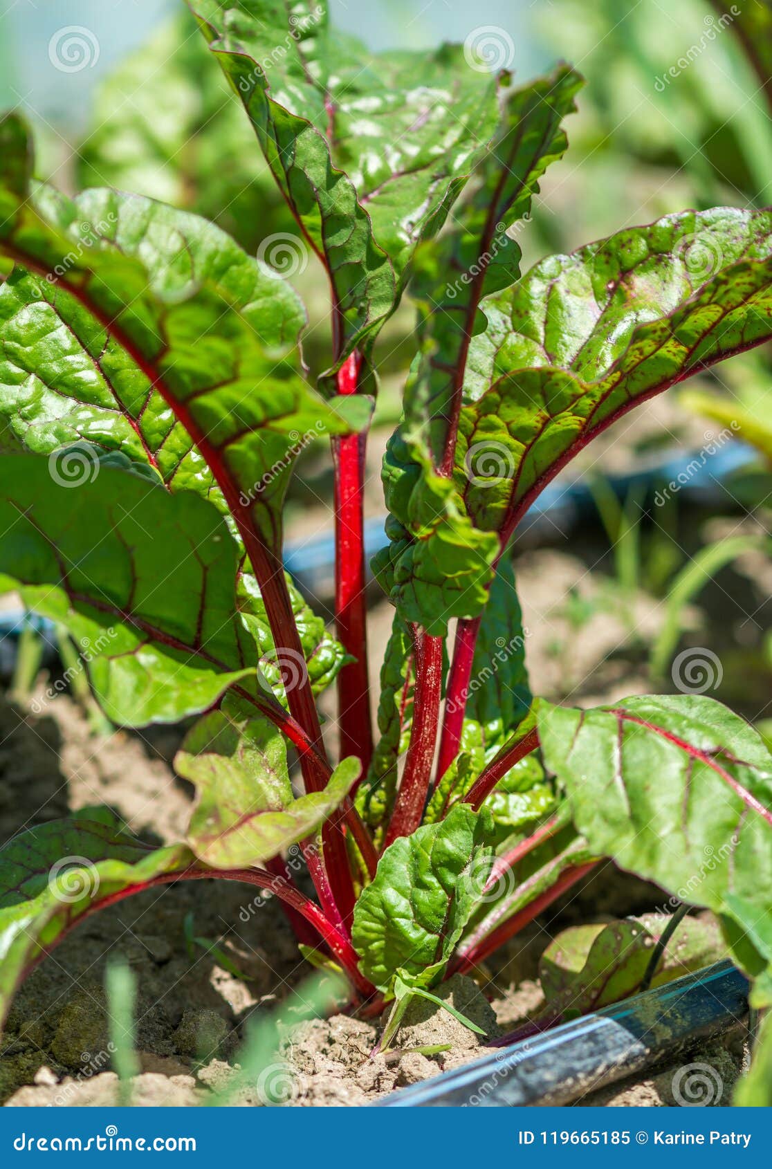 All about Growing Organic Beets Stock Image Image of growing, caroten
