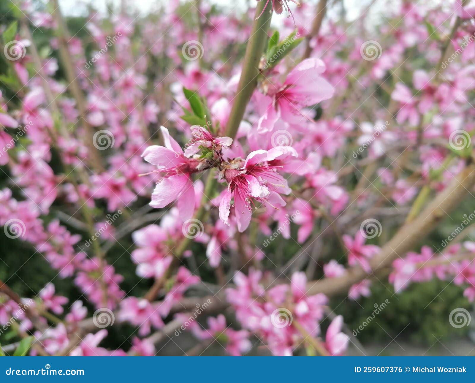 Peach tree in bloom stock photo. Image of type, ripen 259607376