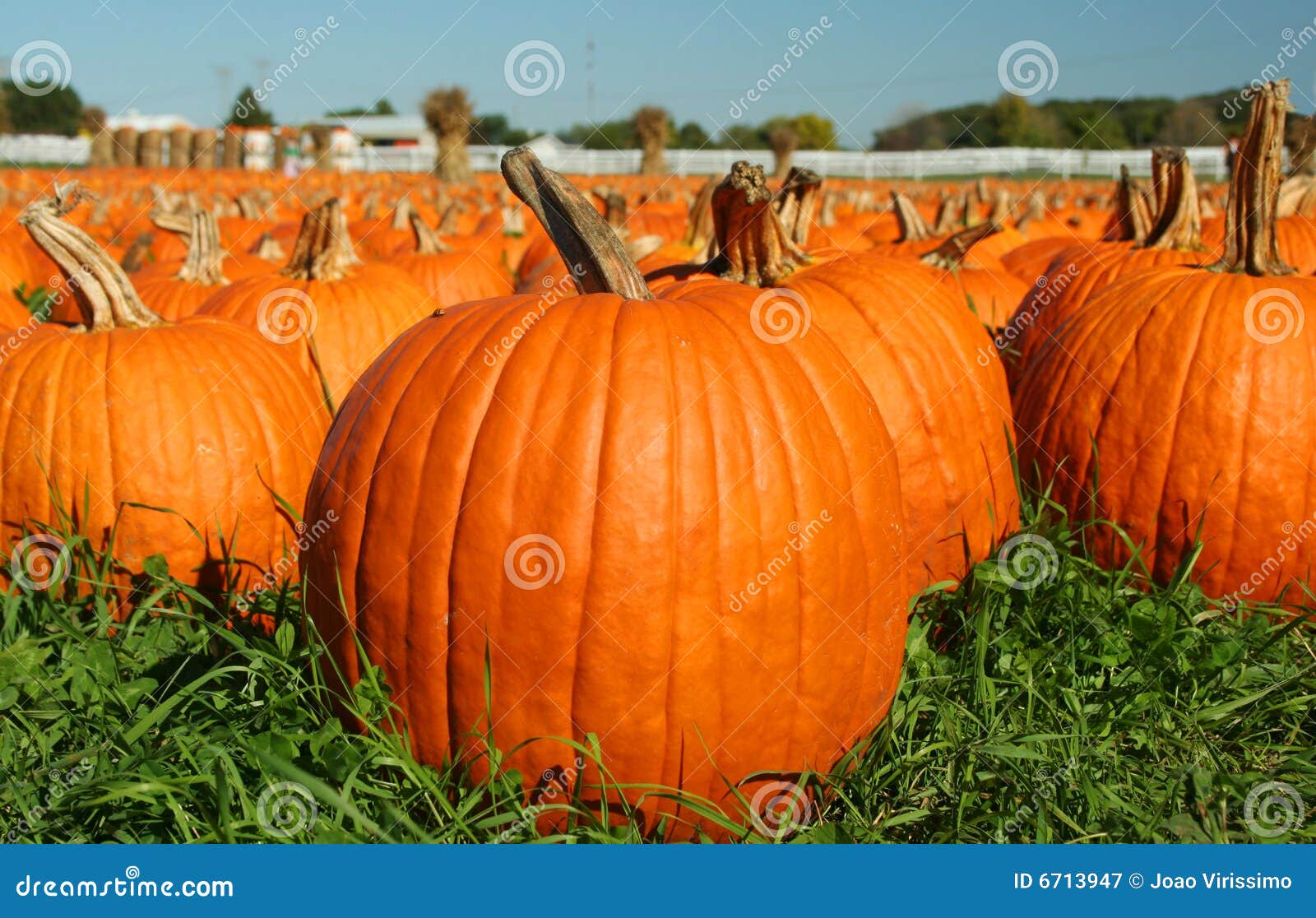 La Razza Di Gatti Più Grande Del Mondo Razze Di Gatti Calmi: La Top - Foto 4