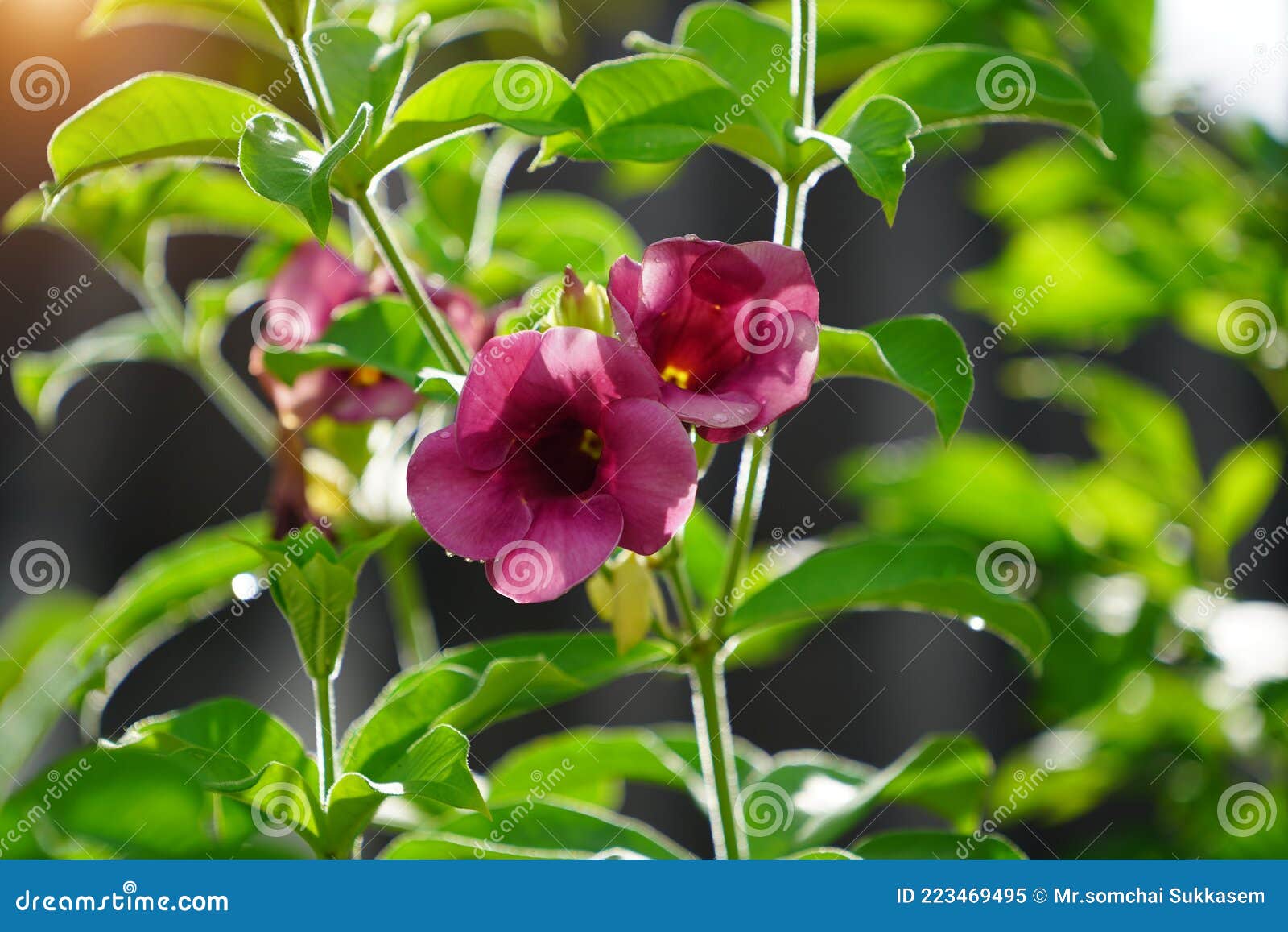 Allamanda Blanchetii Foca Em Flores Roxas Com Fundo Embaçado Imagem de  Stock - Imagem de jardinar, parque: 223469495