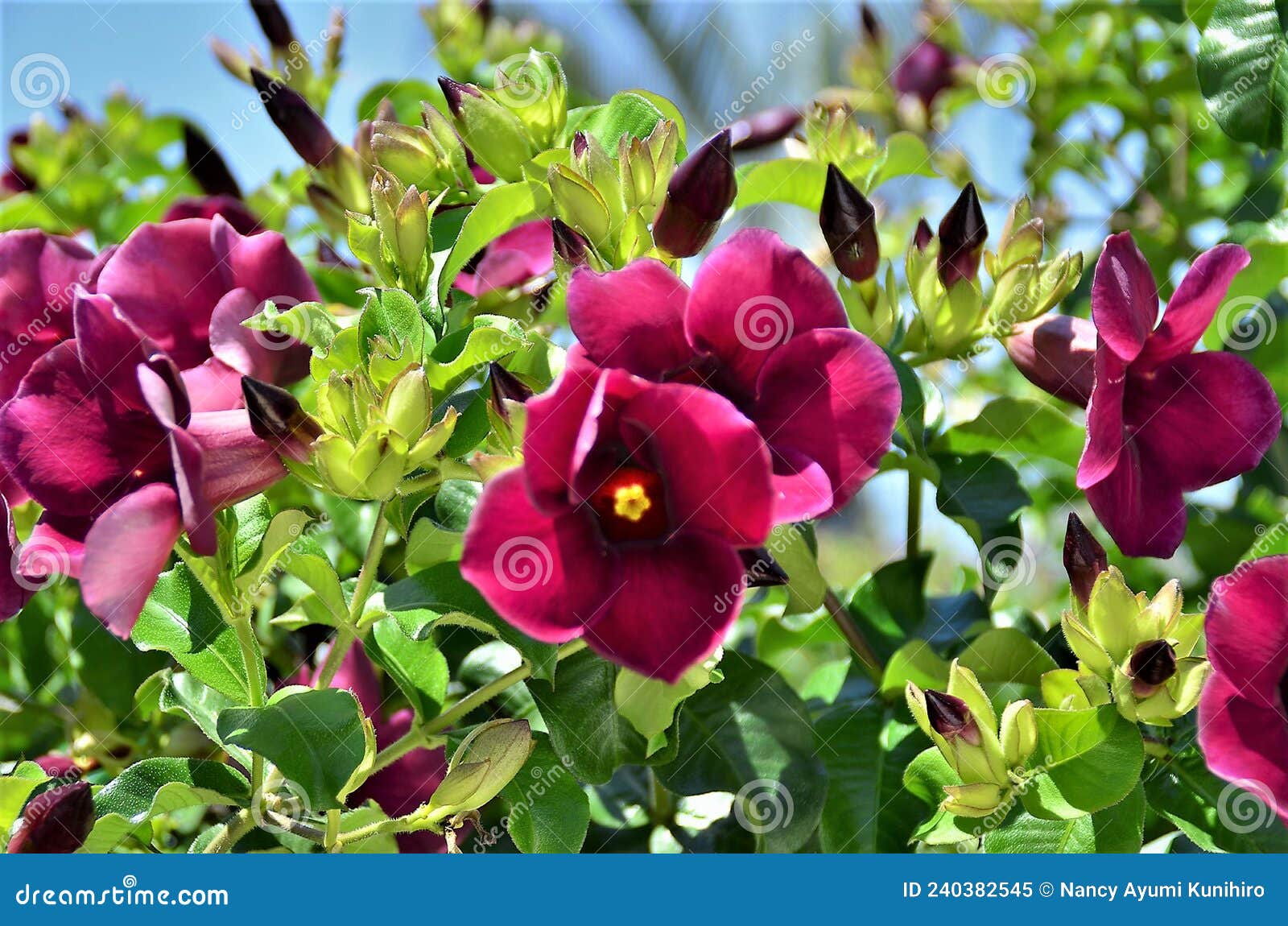 allamanda blanchetti blooming flowers