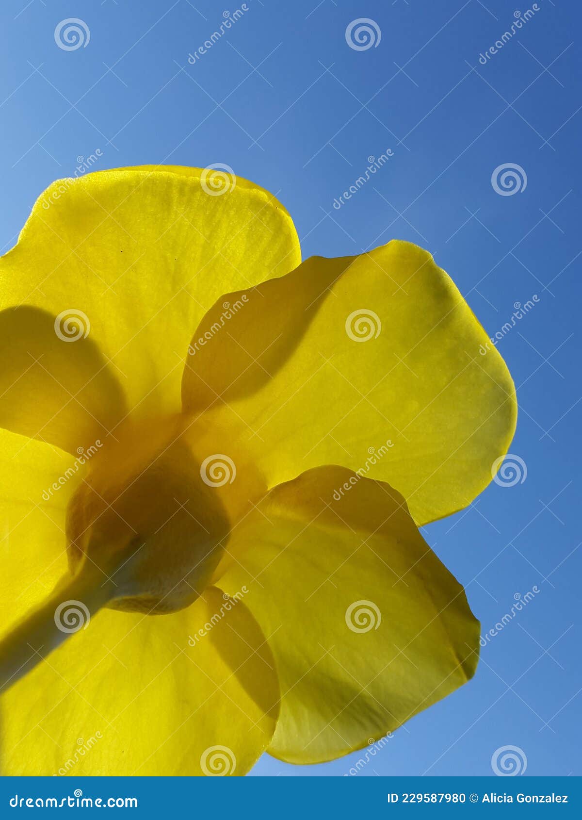 allamanda cathartica,  yellow flower contrast blue palo negro