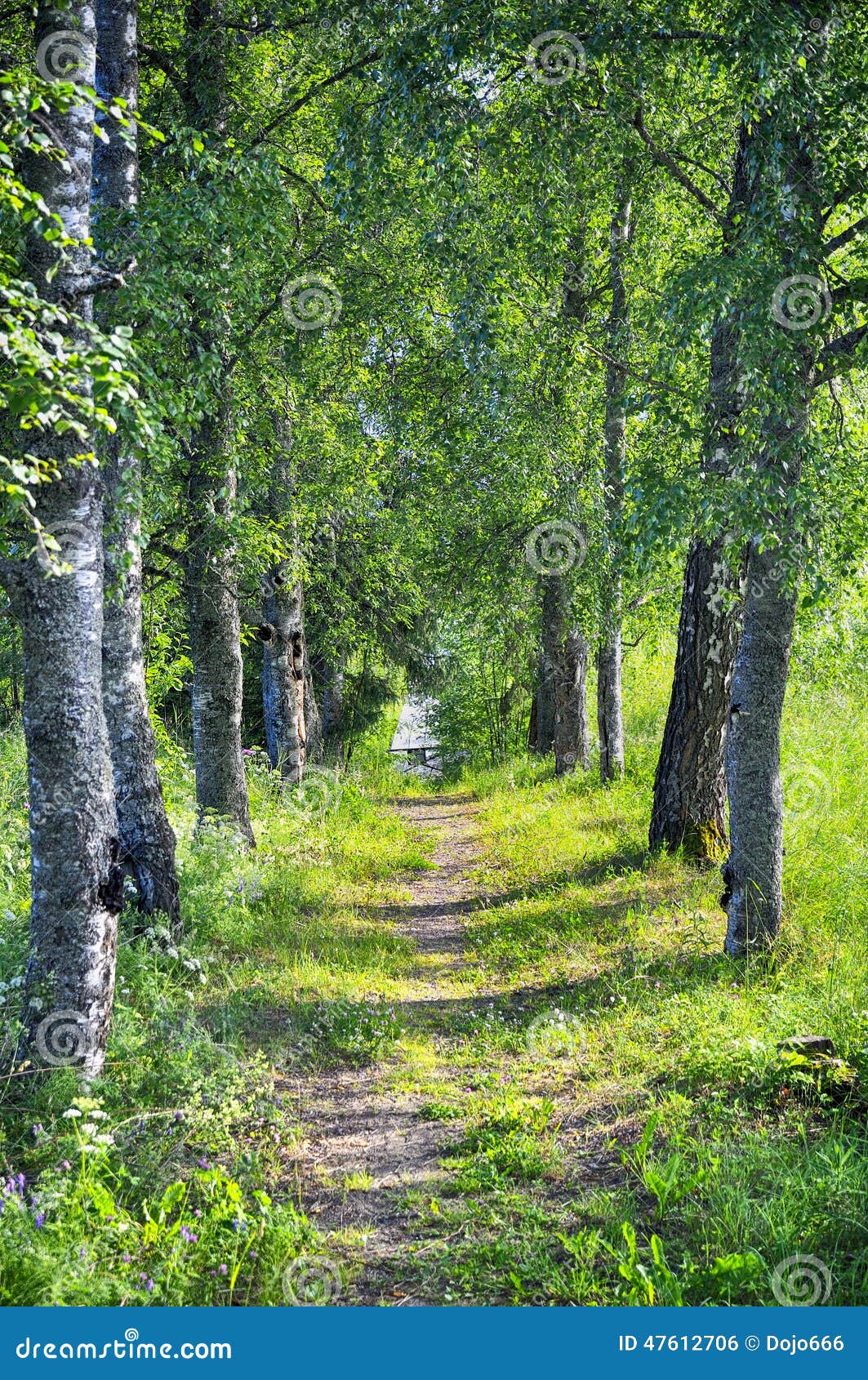 All e d arbre  de bouleau avec le sentier pi ton en Russie 