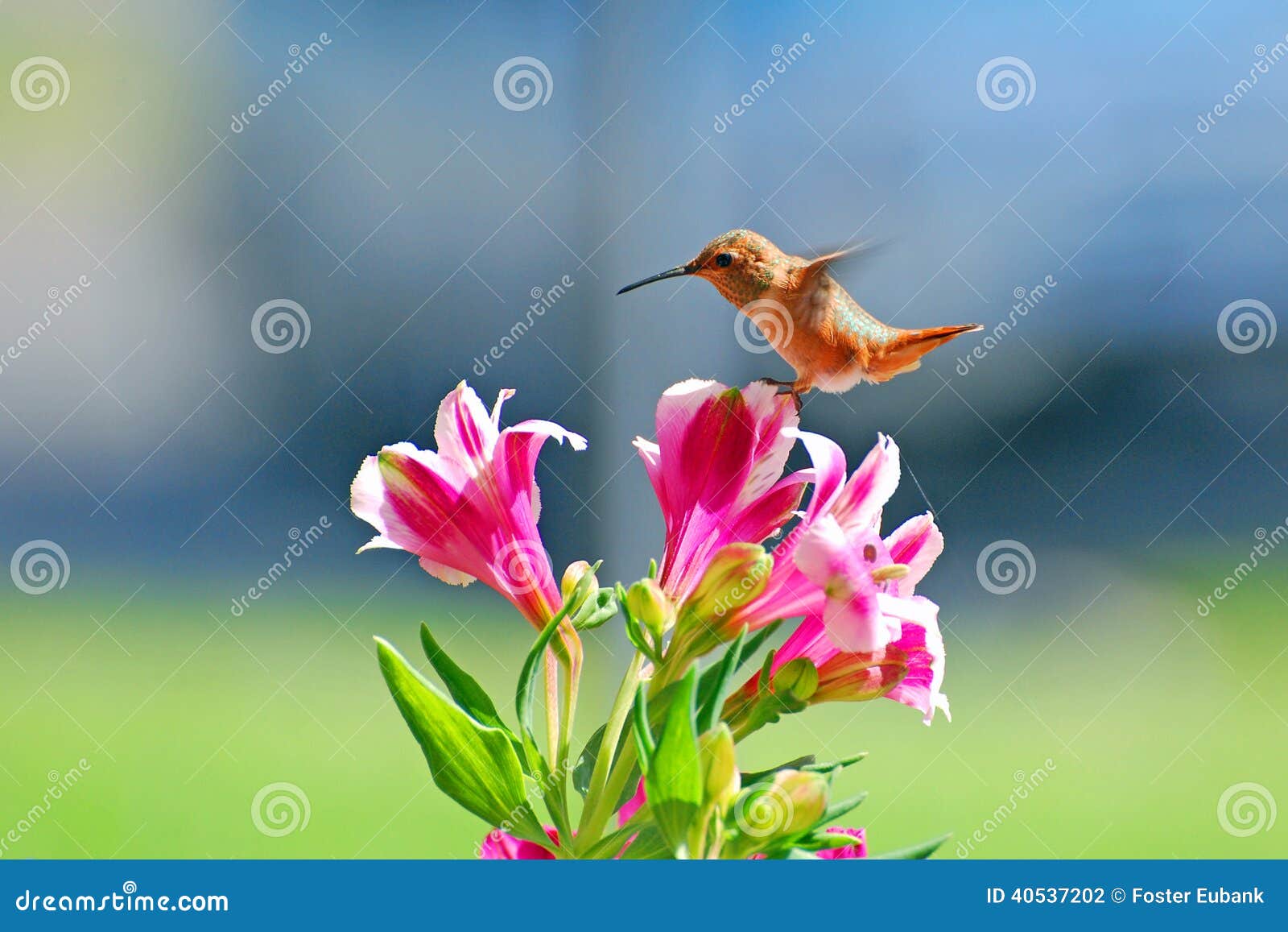 allens hummingbird hovering over flowers.