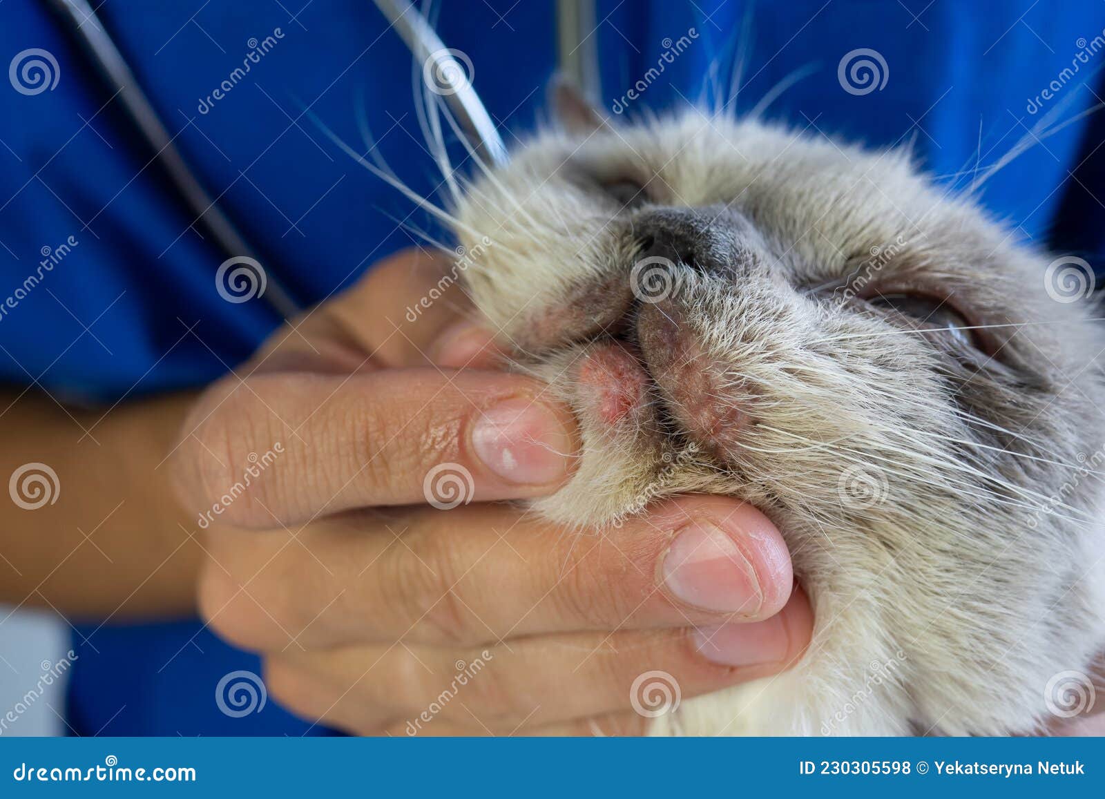 Allergic Redness on the Cat Face. Dermatological Problems in Pets