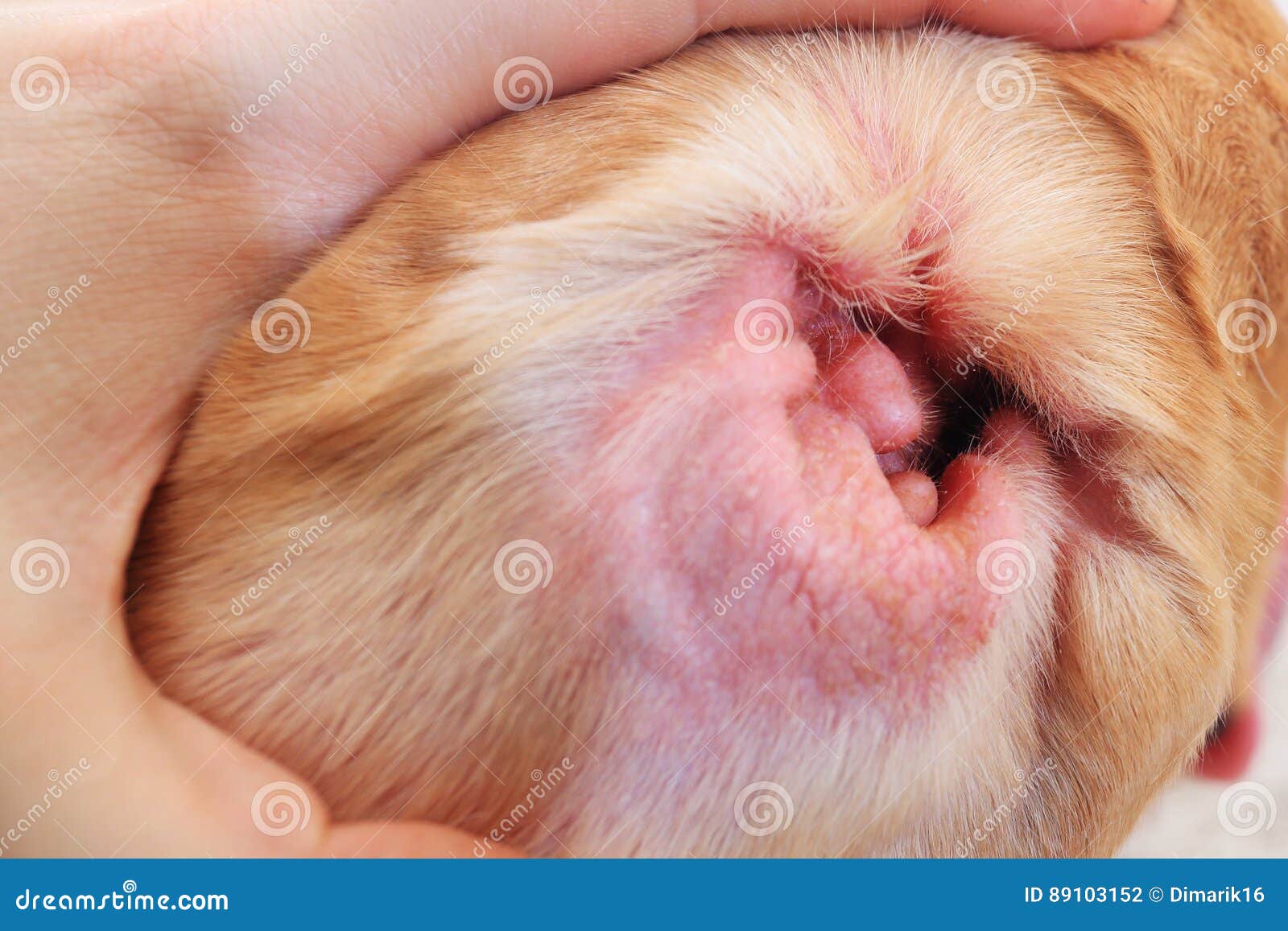 213 Dog Ear Inside Stock Photos - & Royalty-Free Stock Photos from Dreamstime