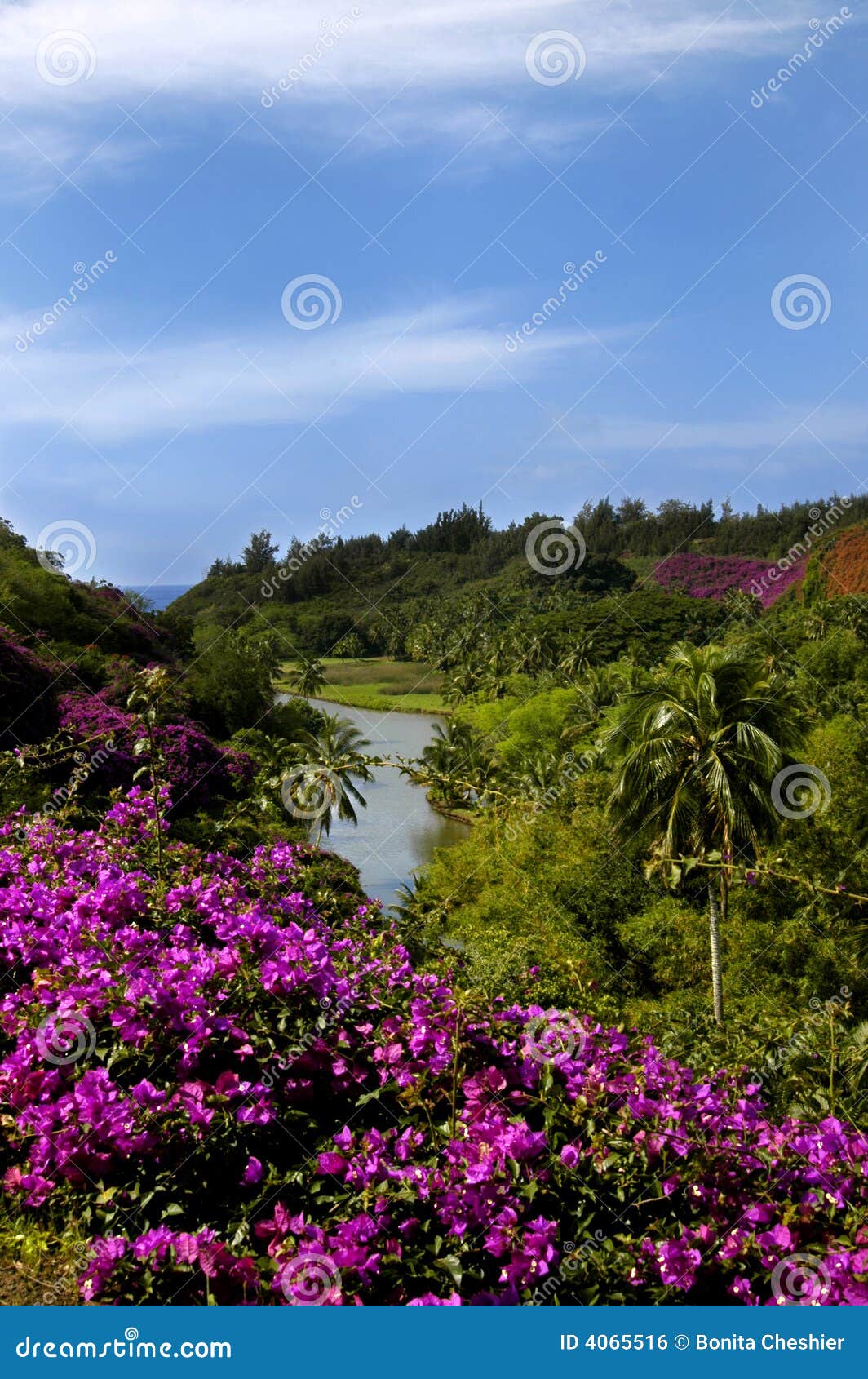 Allerton Gardens Journey To the Sea Stock Photo Image of trees, palm
