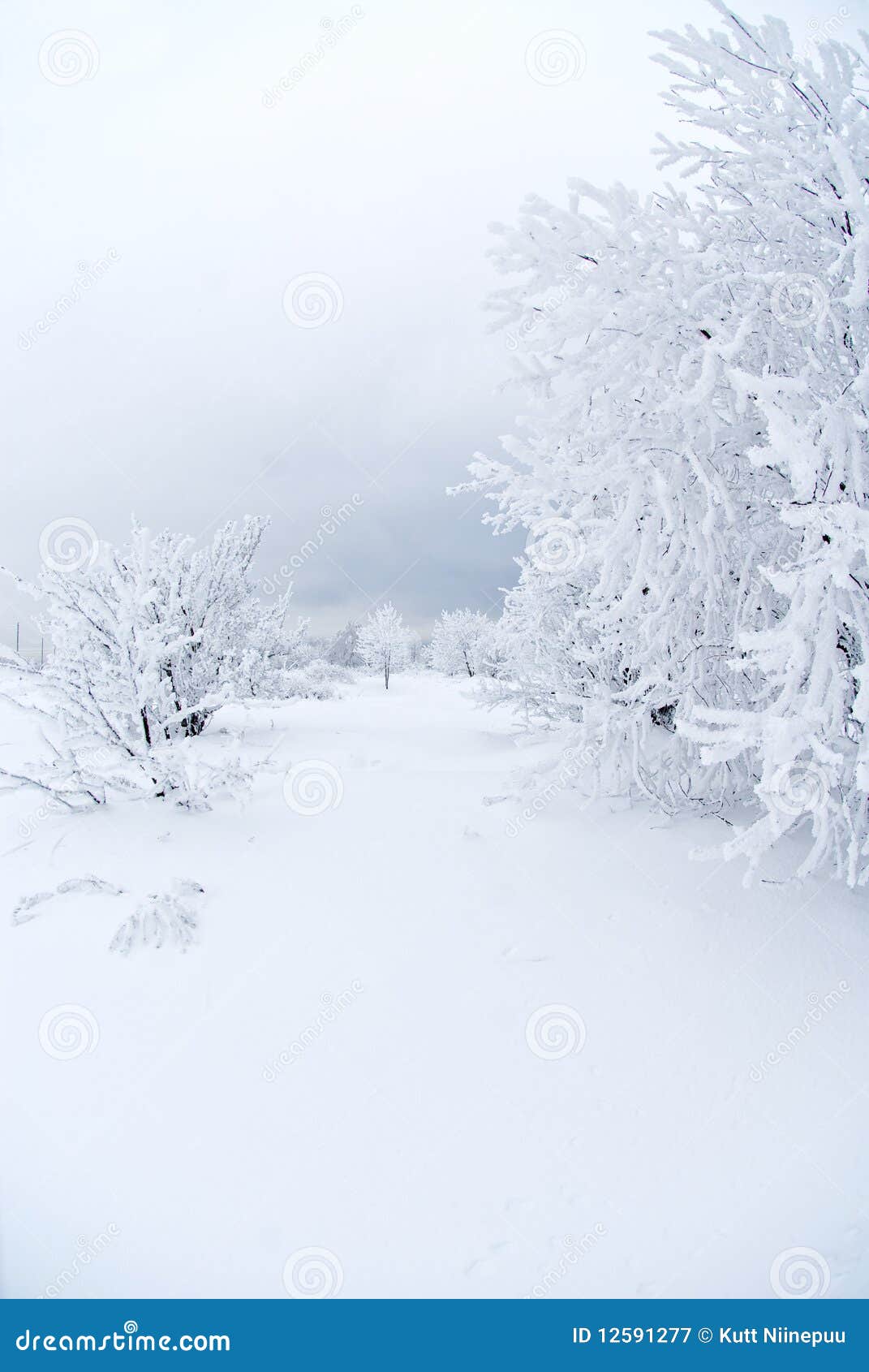 Alles Weiß unter Schnee stockbild. Bild von estland, nave - 12591277