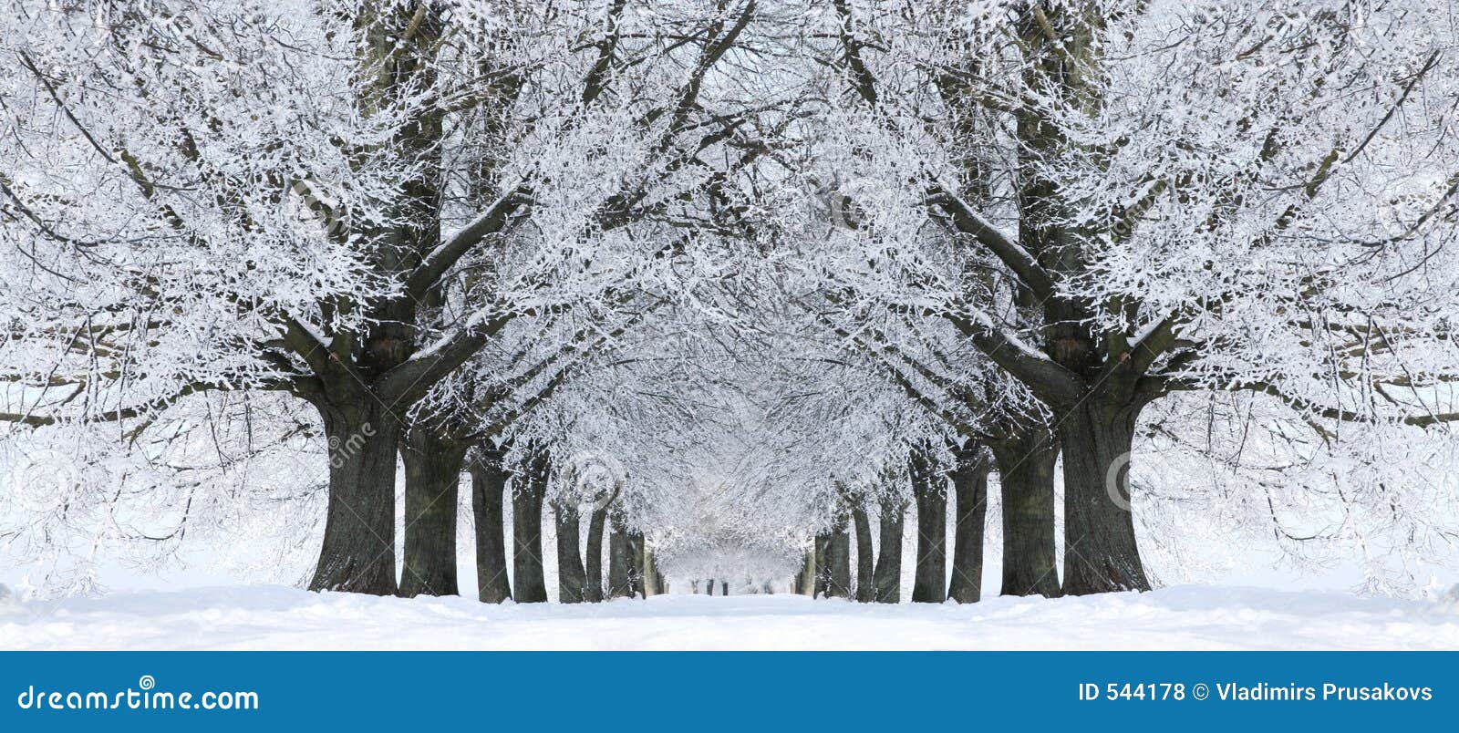 winter snow trees, park road perspective, white alley tree rows