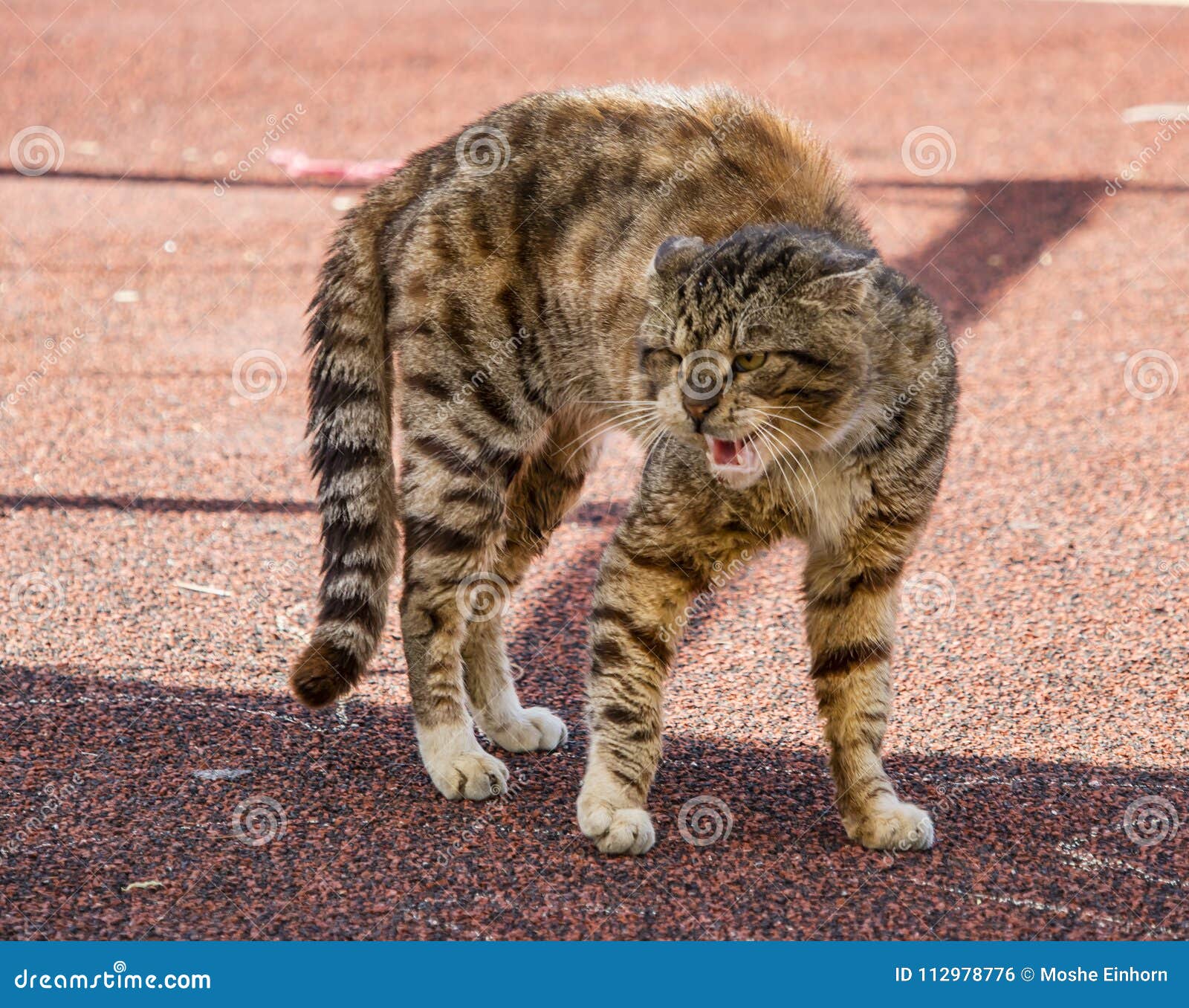 Angry cat attack hi-res stock photography and images - Alamy