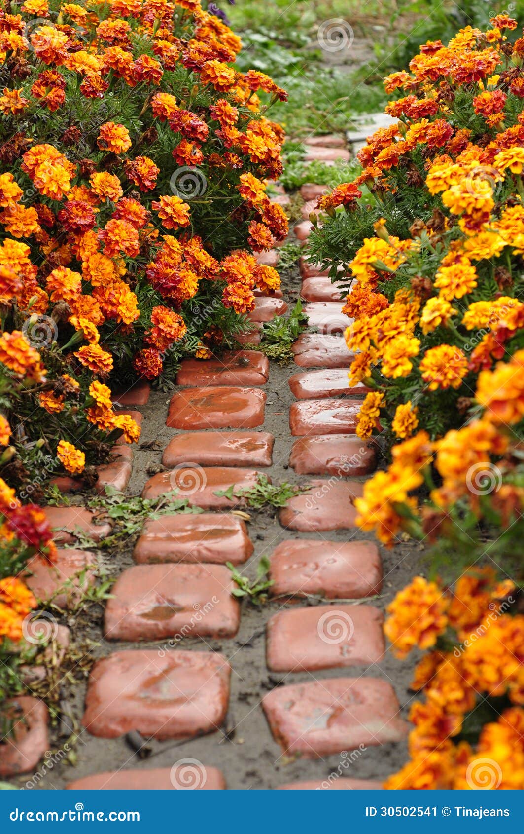 Alley of flowers. stock image. Image of walkway, flowers ...