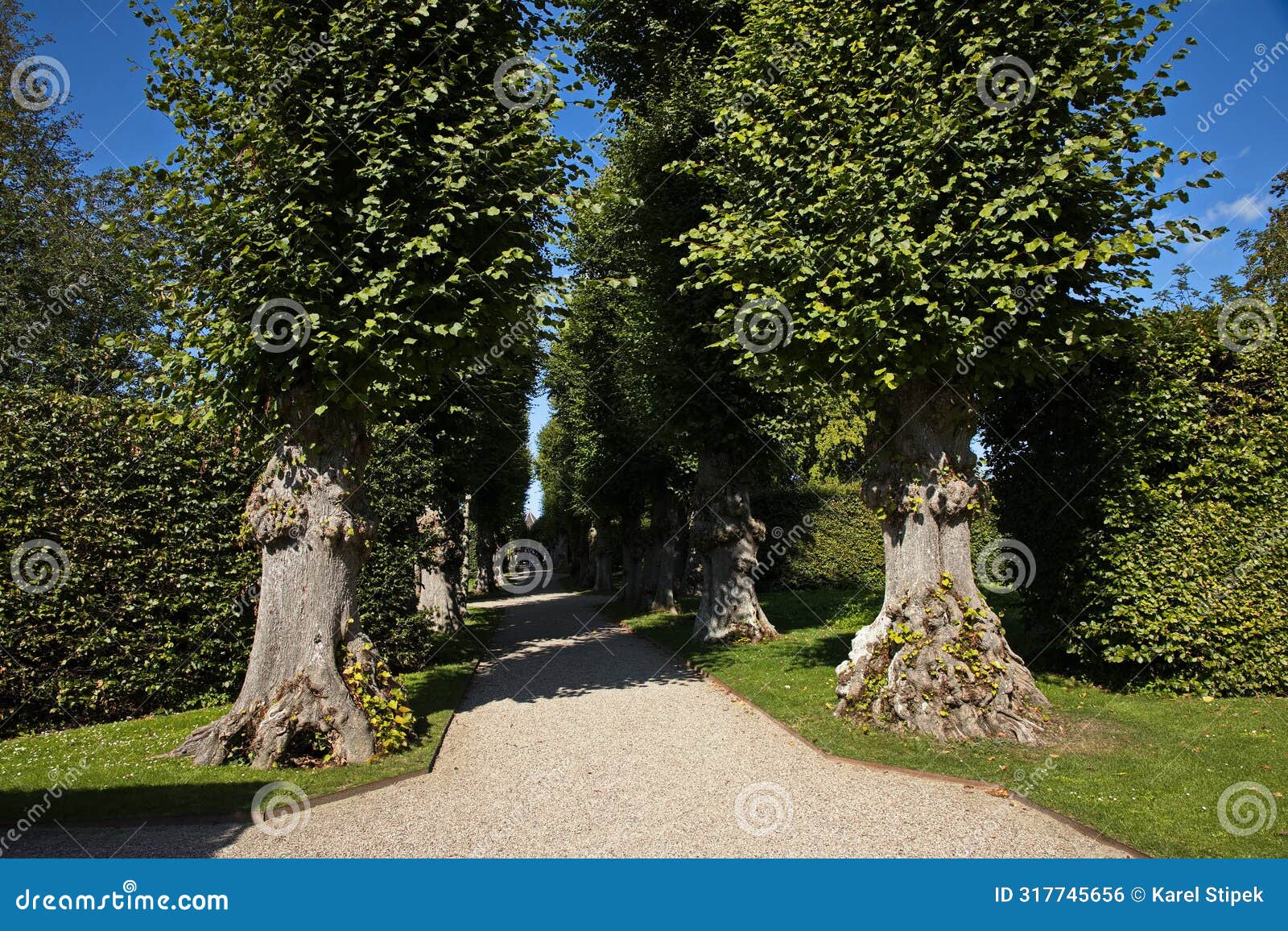 alley of lime trees in the palace garden of egeskov near kvaerndrup, island of funen, denmark