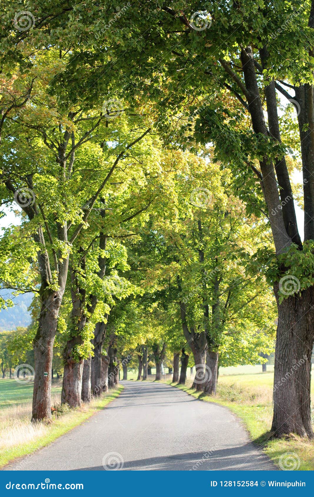 Alley Path In The Park Green Tree Foliage Nature Outdoor Landscape