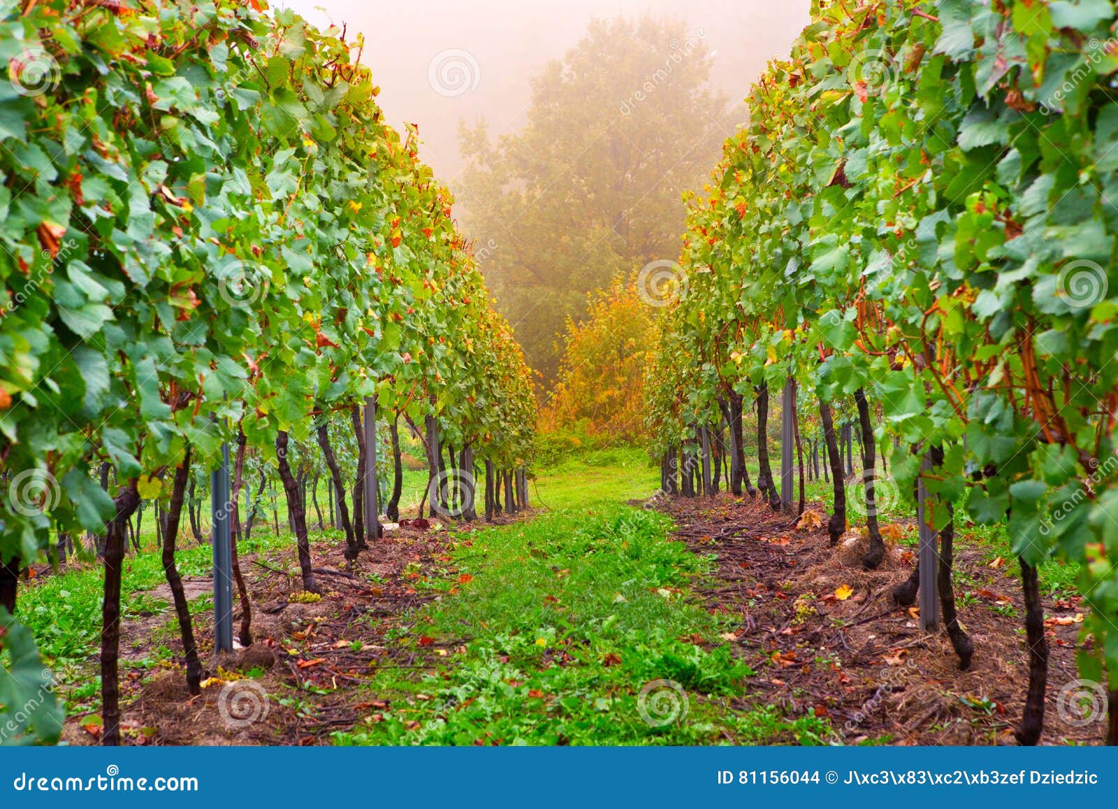 Alley in a small vineyard stock photo. Image of plantation 81156044