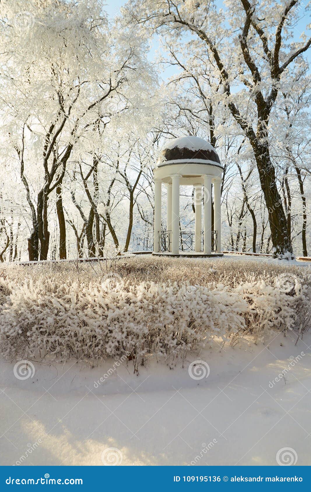 Alley with Tall Park Trees in Icy Frost. Stock Photo - Image of season ...