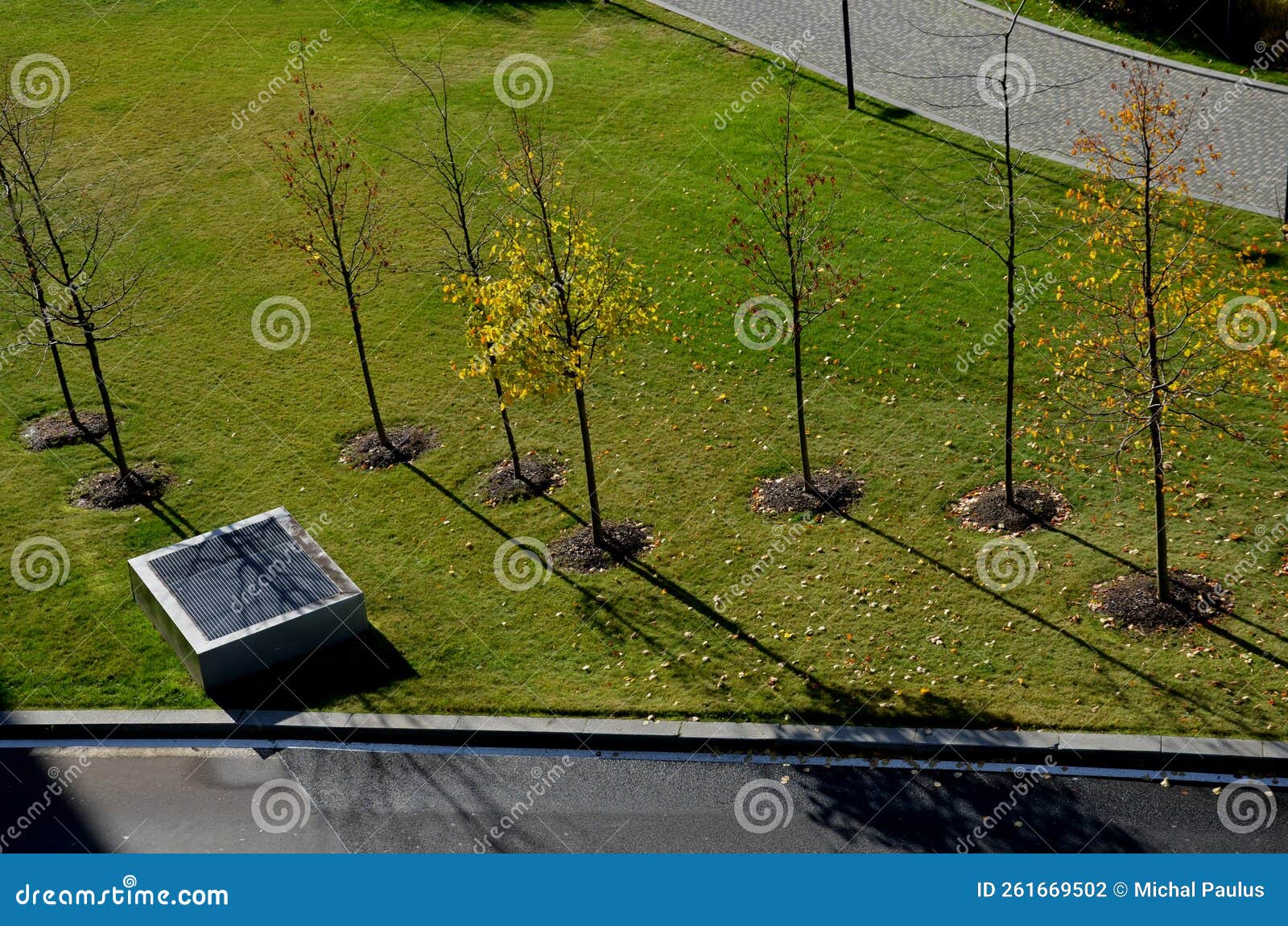 an alley of trees or a group of windbreaks. view from the top.