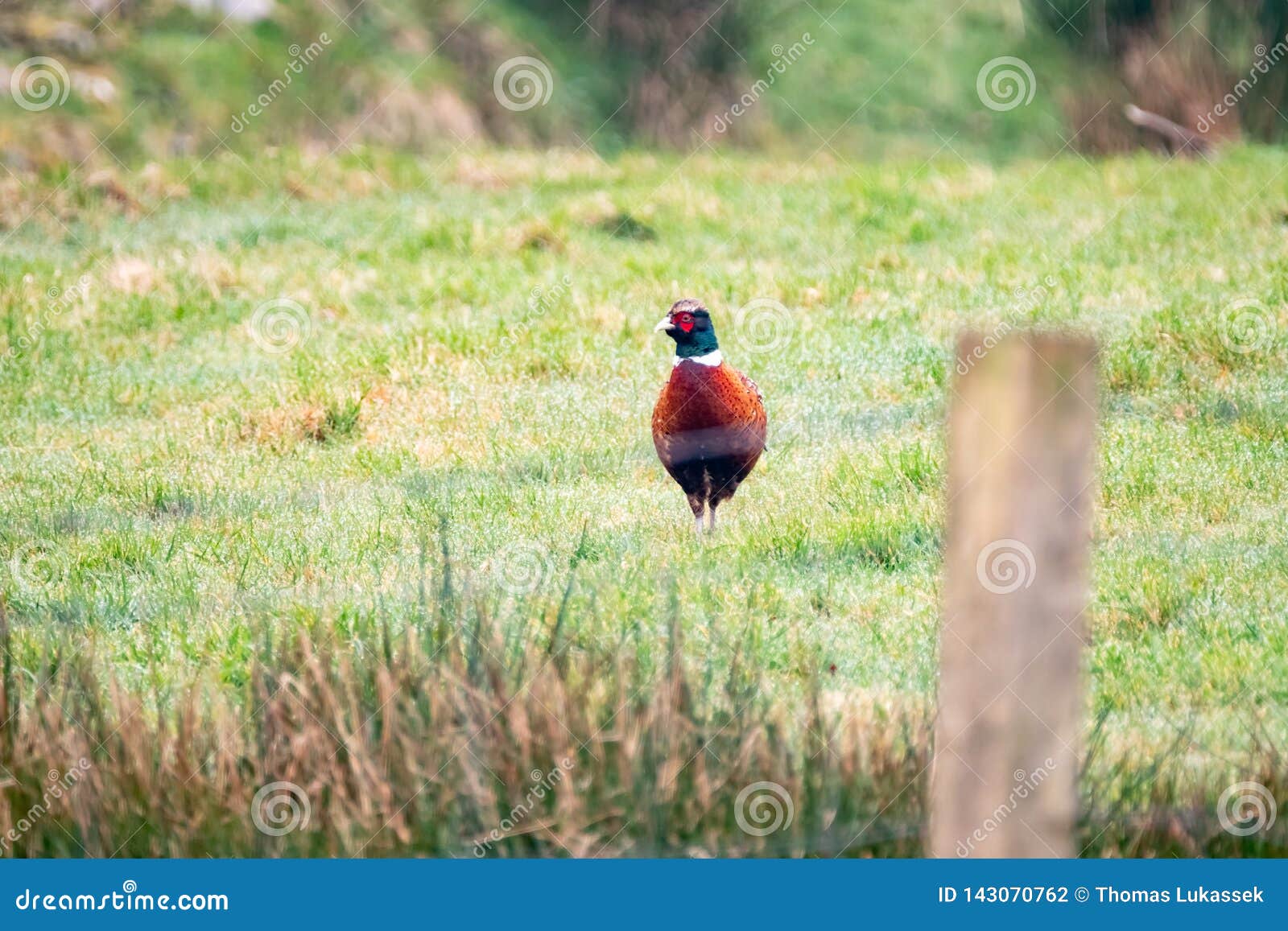 Allgemeiner Fasan, Phasianus Colchicus, Stehend Im Garten