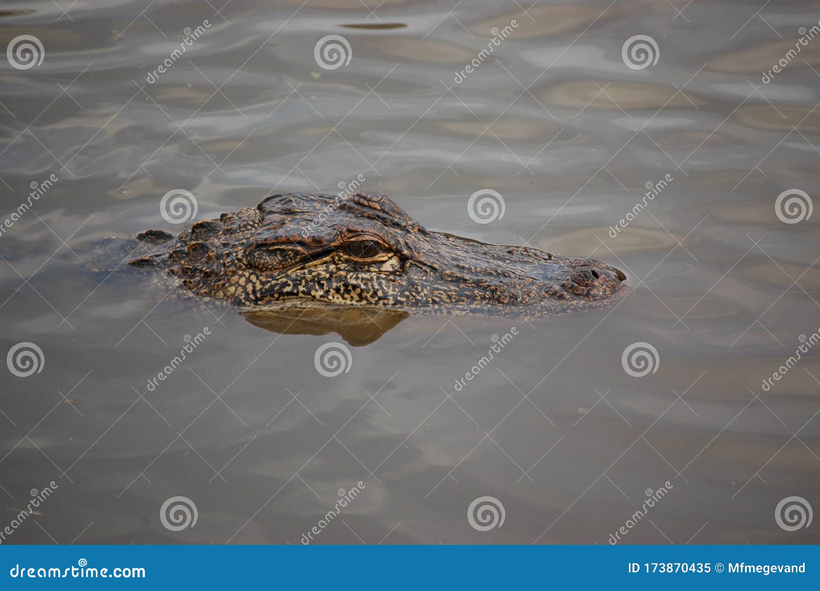 alligator at avery island, south louisiana