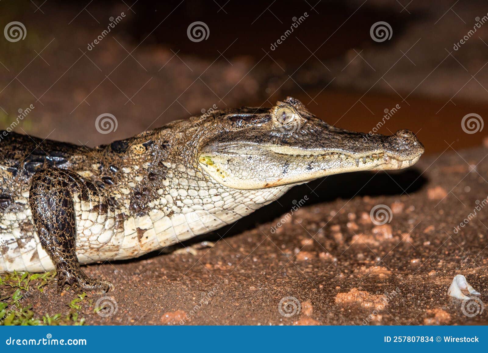 Alligator Crawling on the Ground during Nighttime Stock Photo - Image