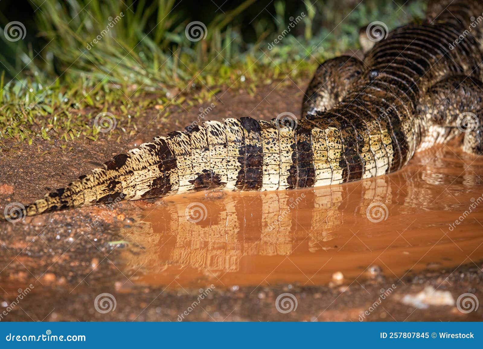 Alligator Crawling on the Ground during Nighttime Stock Image - Image