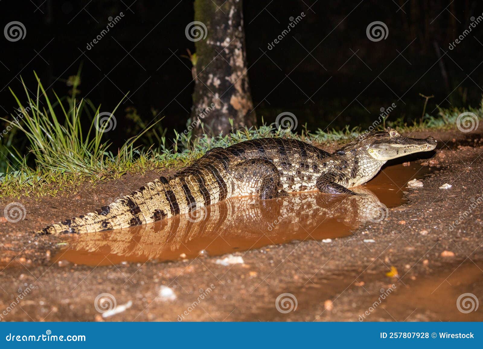 Alligator Crawling on the Ground during Nighttime Stock Photo - Image