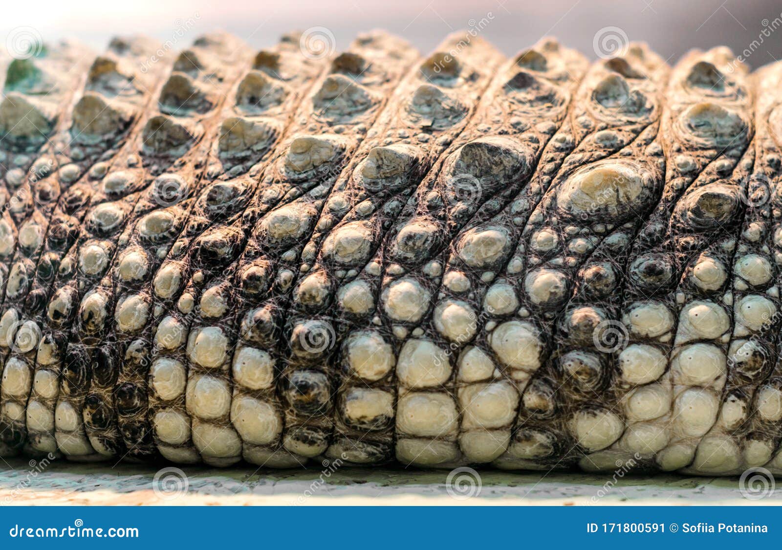 Alligator Crocodile Skin in Detail Close Up Stock Image - Image of