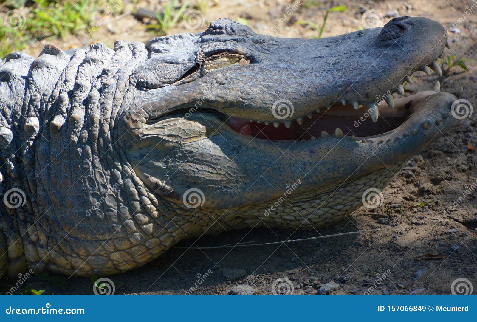 an alligator is a crocodilian in the genus alligator of the family alligatoridae.