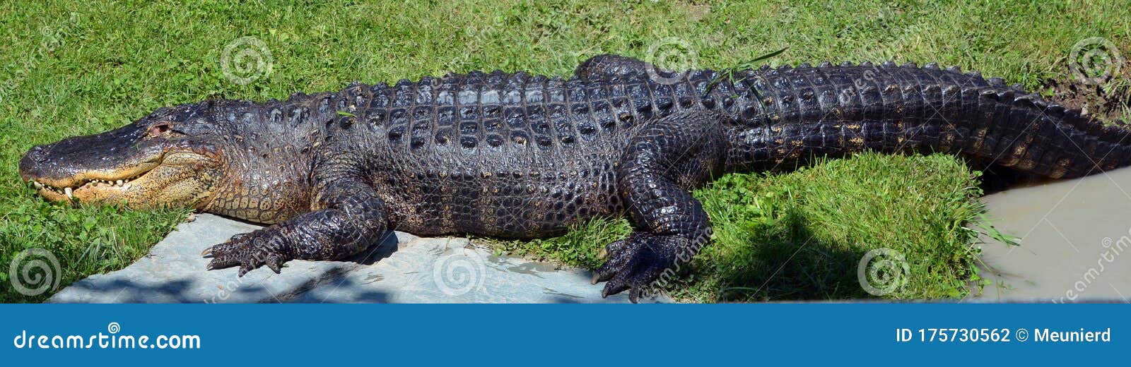 an alligator is a crocodilian in the genus alligator of the family alligatoridae.