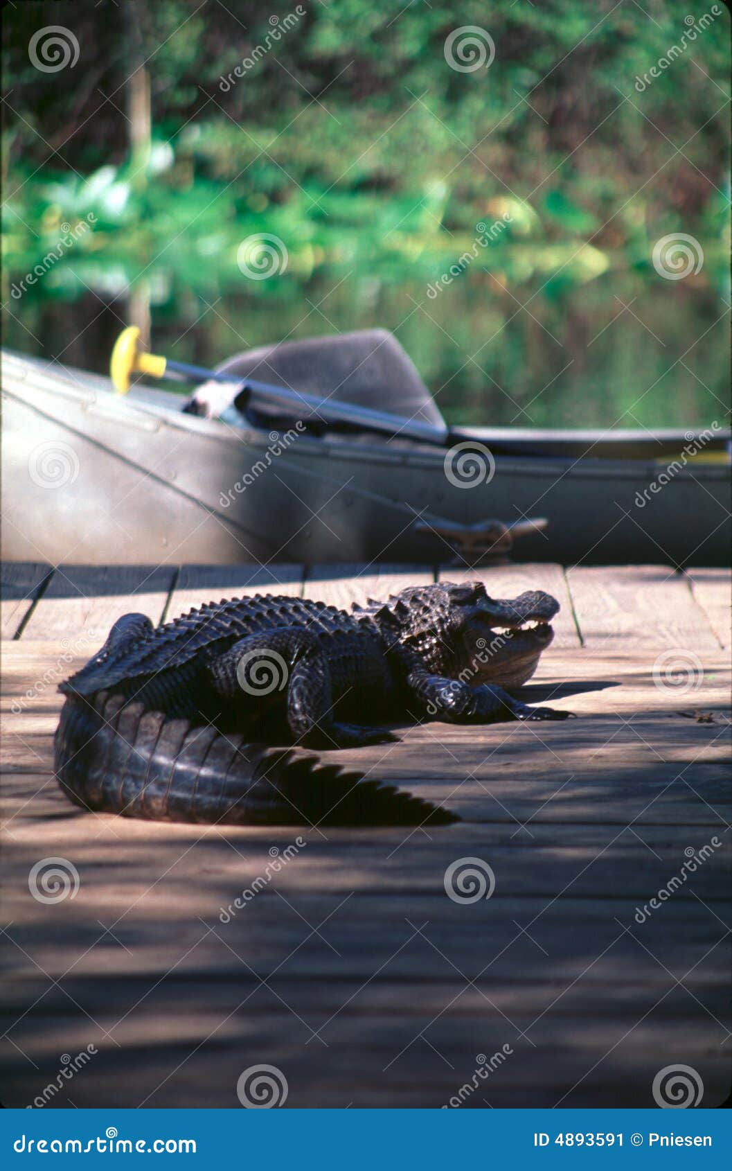 Alligator on Dock Near Canoe Stock Image Image of crocodile, guard