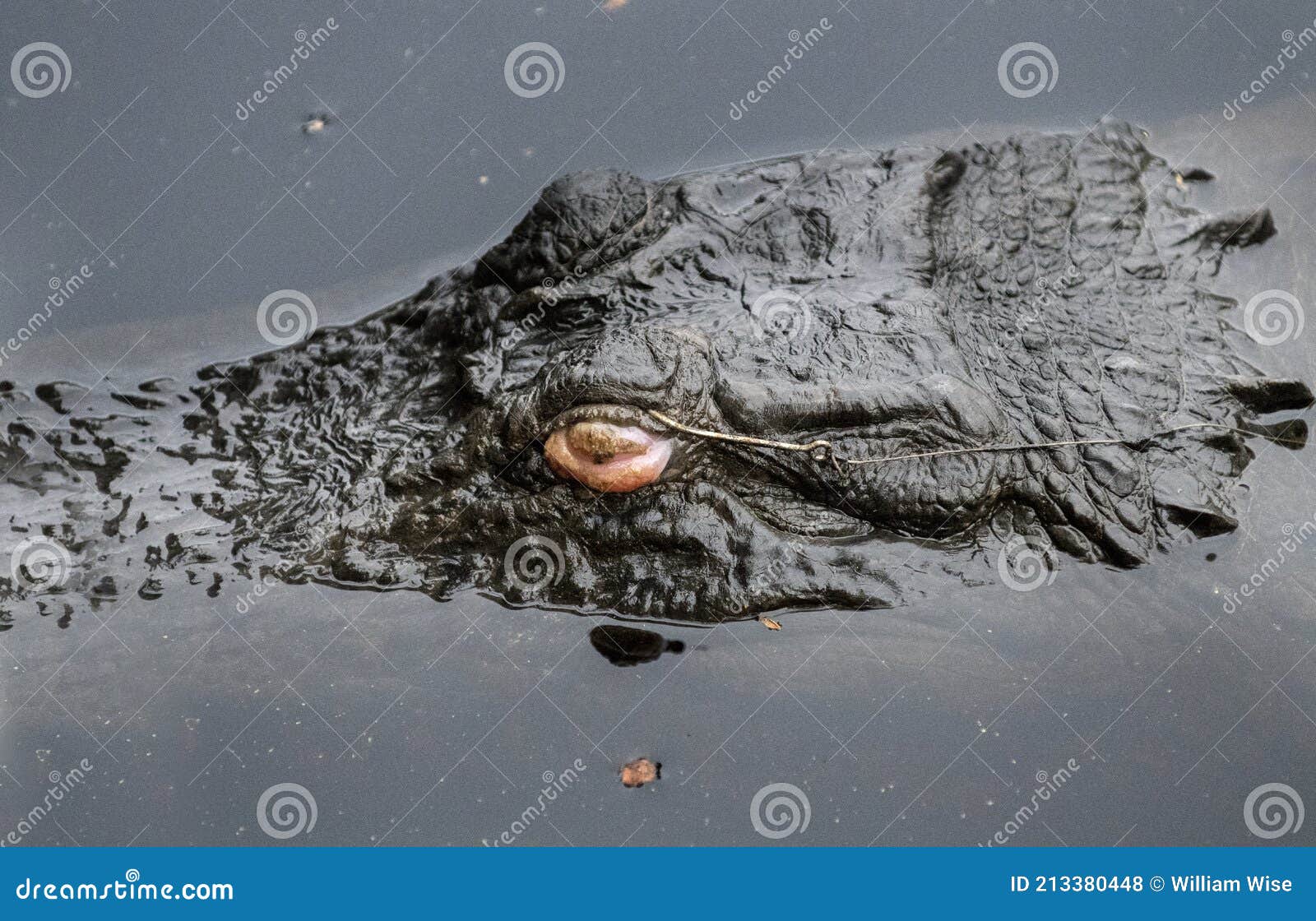 Alligator with Fish Hook Stuck in Eye Stock Photo - Image of late