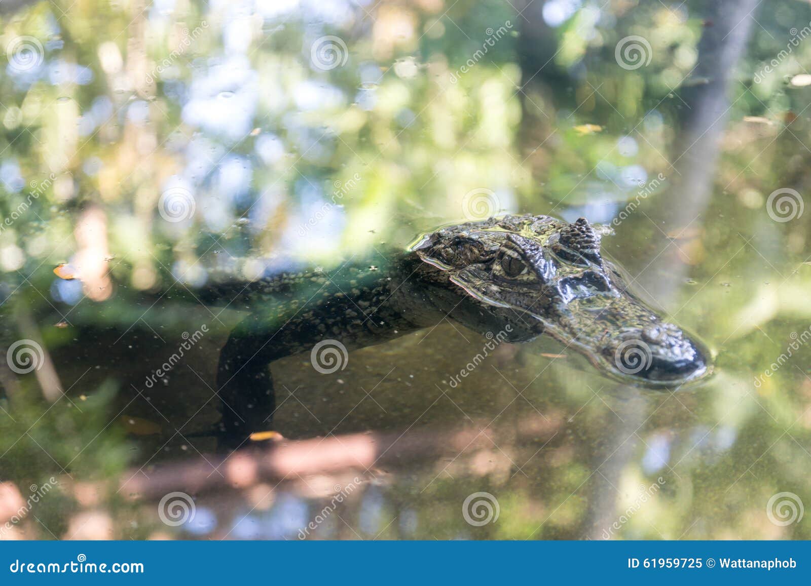 Alligator Floating in a Pond. Stock Image Image of fierce, awesome