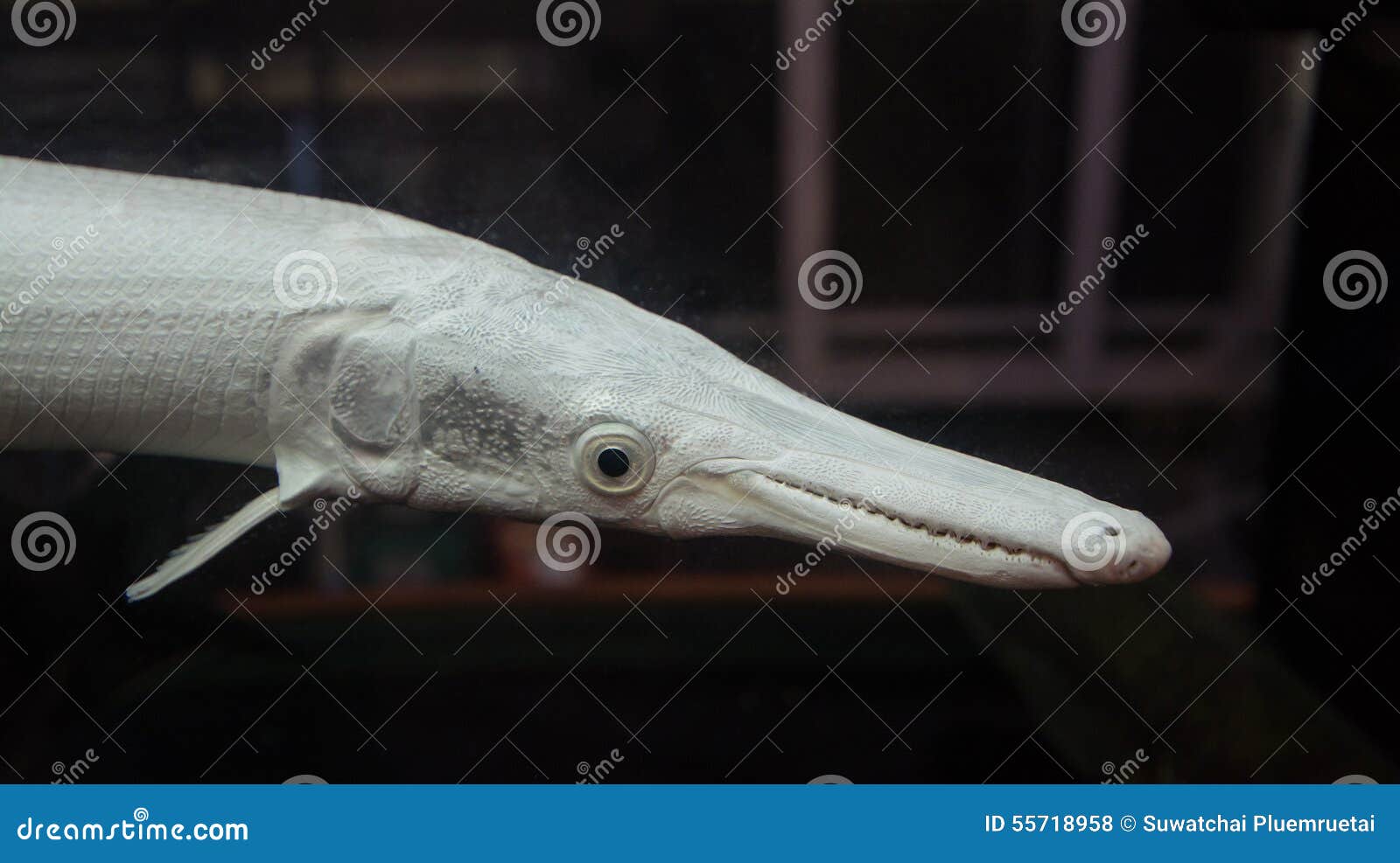 Garfish, Crocodile Needlefish, Houndfish, Garpike, Sea Needle, Belone
