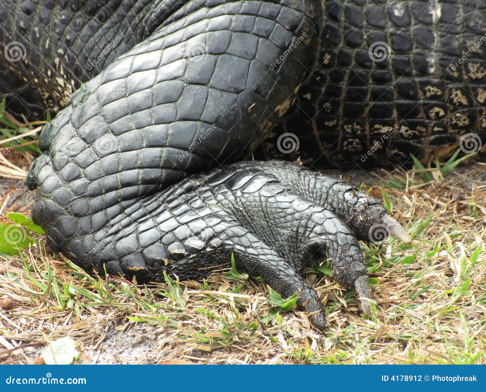 alligator hind foot and leg