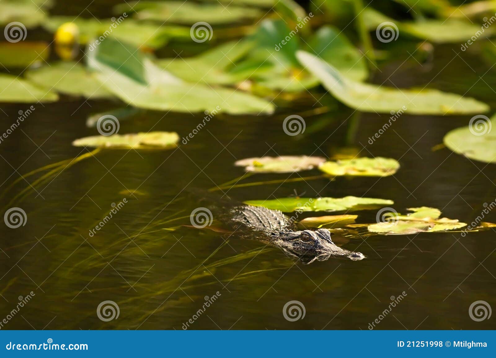 Alligator Hunting in Everglades, Florida Stock Photo Image of lily
