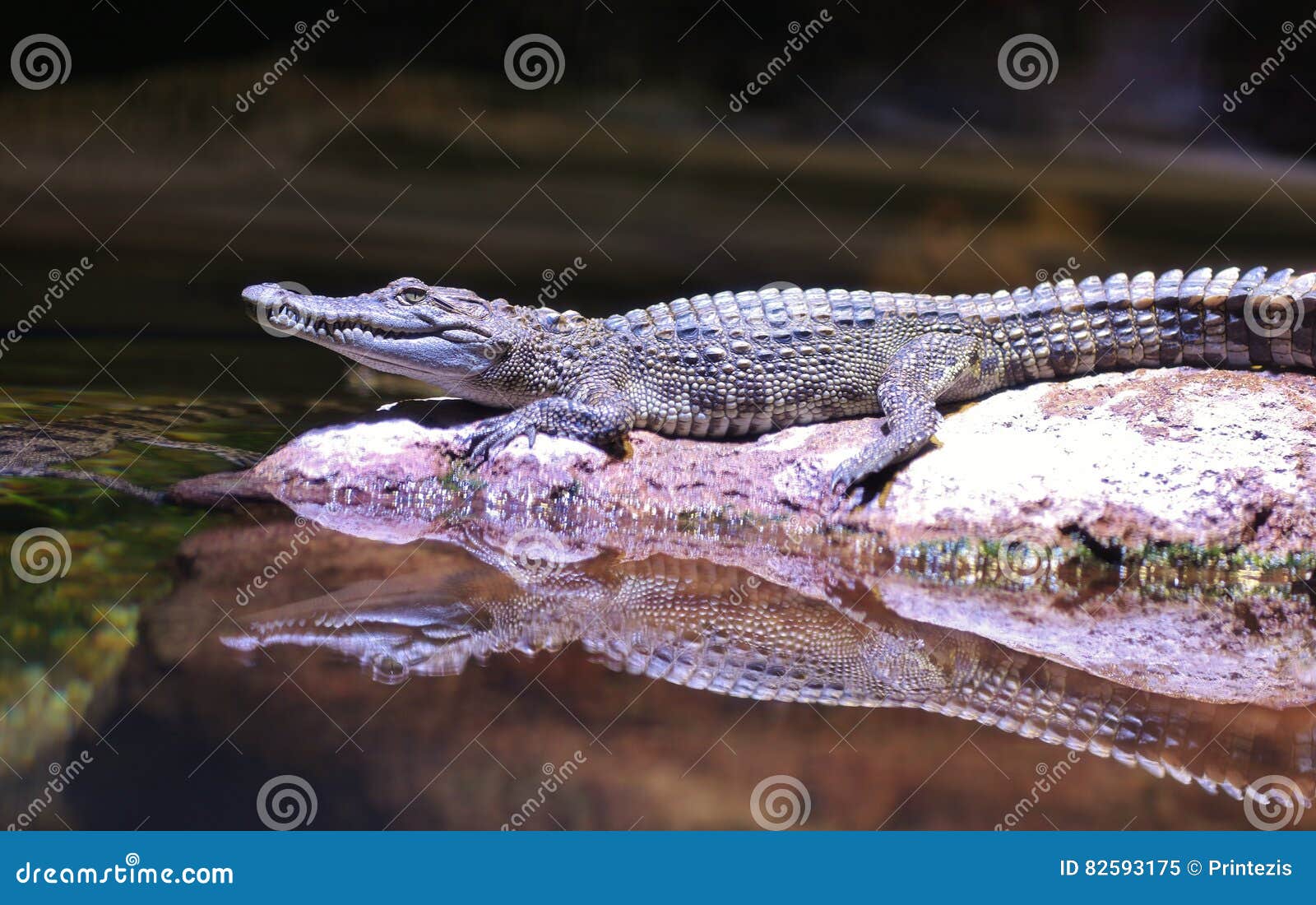 Alligator Laying with Water Reflection Stock Image Image of outdoors